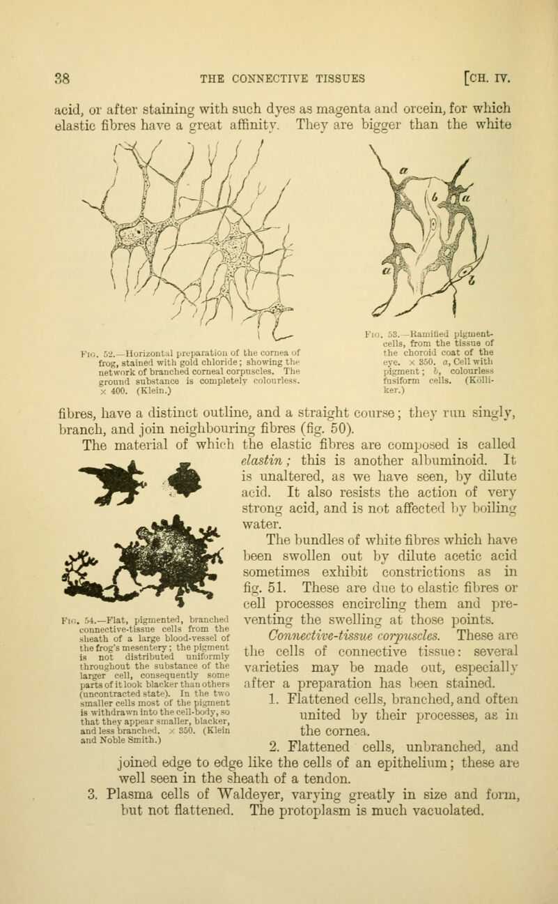 acid, or after staining with such dyes as magenta and orcein, for which elastic fibres have a great affinity. They are bigger than the white i. 52.—Horizontal preparation uf the cornea of frog, stained with gold chloride; showing the network of branched corneal corpuscles. The ground substance is completely colourless. X 400. (Klein.) Fj'i. 53. -Ramified pigment- cells, from the tissue of the choroid coat of the eye. x 350. a, Cell with pigment; b, colourless fusiform cells. (Kolli- ker.) fibres, have a distinct outline, and a straight course; they run singly, branch, and join neighbouring fibres (fig. 50). The material of which the elastic fibres are composed is called ^ a _ elastin; this is another albuminoid. It *^M IP* daw is unaltered, as we have seen, by dilute !3^jT ^^r acid. It also resists the action of very strong acid, and is not affected by boiling water. The bundles of white fibres which have •H&fr WL Wt& been swollen out by dilute acetic acid ry /^PiP^| Wtw sometimes exhibit constrictions as in ^|^^|!v*^W^» %• 51. These are due to elastic fibres or cell processes encircling them and pre- venting the swelling at those points. Connective-tissue corpuscles. These are the cells of connective tissue: several varieties may be made out, especially after a preparation has been stained. Flattened cells, branched, and often united by their processes, as in the cornea. Flattened cells, unbranched, and these are I'm . 54.—Flat, pigmented, branched connective-tissue cells from the sheath of a large blood-vessel of the frog's mesentery; the pigment is not distributed uniformly throughout the substance of the larger cell, consequently some parts of it look blacker than others (uncontracted state). In the two smaller cells most of the pigment is withdrawn into the cell-body, so that they appear smaller, blacker, and less branched. / 350. (Klein and Noble Smith.) 1. 2. joined edge to edge like the cells of an epithelium well seen in the sheath of a tendon. Plasma cells of Waldeyer, varying greatly in size and form, but not flattened. The protoplasm is much vacuolated.