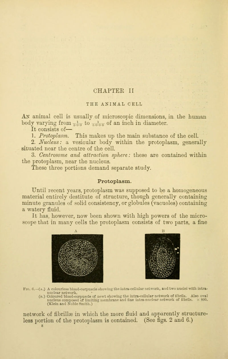 CHAPTER ir THE A N I .M A L C E L L Ax animal cell is usually of microscopic dimensions, in the human body varying from -j,Vjj to tjoVtt of ^i^ ii^ch in diameter. It consists of— 1. Protoplasm. This makes up the main substance of the cell. 2. Nuclev^: a vesicular body within the protoplasm, generally situated near the centre of the cell. 3. Centrosome and attraction sphere: these are contained within the protoplasm, near the nucleus. These three portions demand separate study. Protoplasm. Until recent years, protoplasm was supposed to be a homogeneous material entirely destitute of structure, though generally containing minute granules of solid consistency, or globules (vacuoles) containing a watery fluid. It has, however, now been shown with high powers of the micro- scope that in many cells the protoplasm consists of two parts, a fine -<A.) A colourless blood-corpuscle showing the iutra-cellular network, and two nuclei with intra- nuclear network. (b.) Coloured blood-corpnscle of newt showing the intra-cellular network of fibrils. Also oval nucleus composed of limiting membrane and fine intra-nuclear network of fibrils • ^ (Klein and Xoble Smith.) X 800. network of fibrillte in which the more fluid and apparently structure-