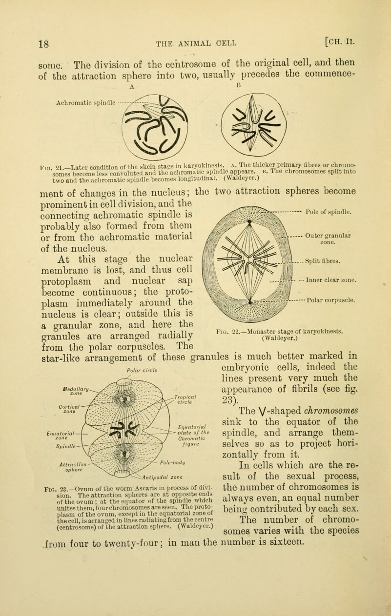 some. The division of the cehtrosorae of the original cell, and then of the attraction sphere into two, usually precedes the commence- Achromatic spindle Fio 21 -Later condition of the skein stace in karyokinesis. a. The thicker primary fabres or chromo- wmes become less convoluted and the achromatic spindle appears, b. The chromosomes split into two and the achromatic spindle becomes longitudinal. (Waldeyer.) ment of changes in the nucleus; the two attraction spheres become prominent in cell division, and the Pole of spindle. Outer granular zone. - Split fibres. Inner clear zone. '- Polar corpuscle. -Monaster stage of karyokinesis. (^Yaldeyer.) connecting achromatic spindle is probably also formed from them or from the achromatic material of the nucleus. At this stage the nuclear membrane is lost, and thus cell protoplasm and nuclear sap become continuous; the proto- plasm immediately around the nucleus is clear; outside this is a granular zone, and here the granules are arranged radially from the polar corpuscles. The star-like arrangement of these granules is much better marked in Polar circle embryouic cells, indeed the lines present very much the appearance of fibrils (see fig. 23). The V-shaped chromosomes sink to the equator of the spindle, and arrange them- selves so as to project hori- zontally from it. In cells which are the re- sult of the sexual process, the number of chromosomes is always even, an equal number being contributed by each sex. The number of chromo- somes varies with the species from four to twenty-four; in man the number is sixteen. B/IeduUary Spindle Atirnctio sphere Pole-body Antipodal zone Fig. 23.—Ovum of the worm Ascaris in process of divi- sion. The attraction spheres are at opposite ends of the ovum ; at the equator of the spindle which unites them, four chromosomes are seen. The proto- plasm of the ovum, except in the equatorial zone of the cell, is arran.i,'ed in lines radiating from the centre (centrosome) of the attraction sphere. (Waldeyer.)