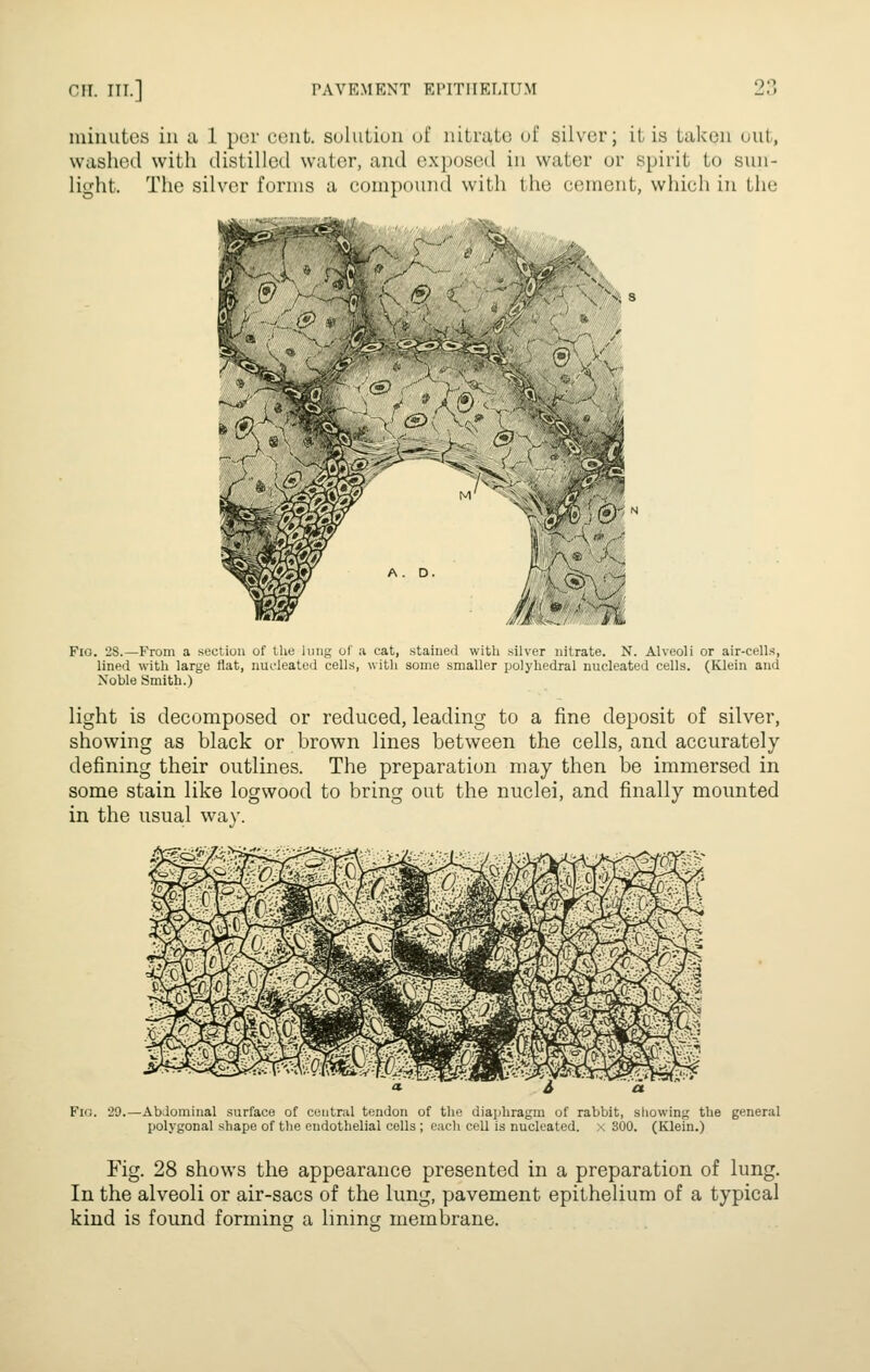 minutes in a 1 per cent, solution of nitrate oi' silver; it is taken out, washed with distilled water, and cxi)osed in water or spirit to sun- light. The silver forms a compound with the cement, which in the ---i-'. v< S < V Fio. 28.—From a section of the lung of a cat, stained witli silver nitrate. N. Alveoli or air-cells, lined with large flat, nucleated cells, with some smaller polyhedral nucleated cells. (Klein and Noble Smith.) light is decomposed or reduced, leading to a fine deposit of silver, showing as black or brown lines between the cells, and accurately defining their outlines. The preparation may then be immersed in some stain like logwood to bring out the nuclei, and finally mounted in the usual wav. Fig. 29.—Abdominal surface of central tendon of the diaphragm of rabbit, showing the general polygonal shape of the endothelial cells ; each cell is nucleated, x 300. (Klein.) Fig. 28 shows the appearance presented in a preparation of lung. In the alveoli or air-sacs of the lung, pavement epithelium of a typical kind is found forming a linincr membrane.