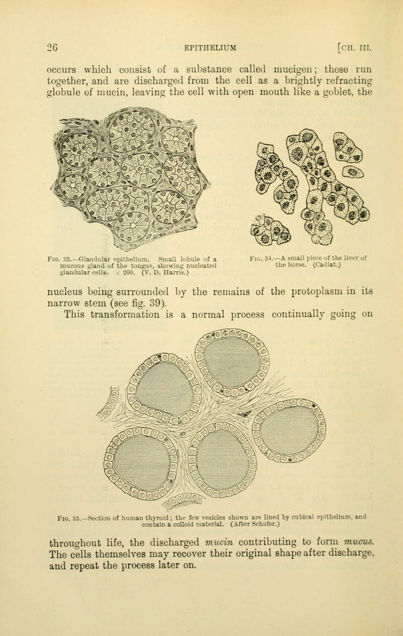 occurs which consist of a substance called mucigen; these run together, and are discharged from the cell as a brightly refracting globule of mucin, leaving the cell with open mouth like a goblet, the Fig. 33.—Glandular epithelium. Small lobule of a mucous gland of the tongue, showing nucleated glandular cells. -■ 200. (V. D. Harris.) Flo. 34.—A small piece of the liver of the horse. (Cadiat.) nucleus being surrounded by the remains of the prot02:)lasm in its narrow stem (see fig. 39). This transformation is a normal process continually going on Fig. 35.—Section of human thyroid; the few vesicles shown are lined by cubical epithelium, and contain a colloid material. (After Schlifer.) throughout life, the discharged mucin contributing to form mucus. The cells themselves may recover their original shape after discharge, and repeat the process later on.