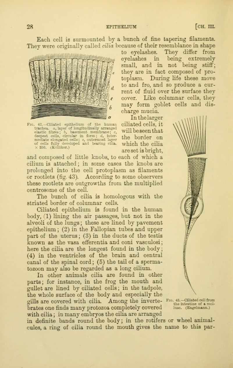trachea, a, layer of longitadinally arranged elastic fibres; h, basement membrane; e, deepest cells, circalar in fDrm; d, inter- mediate elongatMl cells; e, outermost layer of cells folly developed and bearing cilia- X 350. (Kolliker.) Each cell is sm-mounted by a bunch of fine tapering filaments. They were originally called cilia because of their resemblance in shape to eyelashes. They differ from eyelashes in being extremely small, and in not being stiff; they are in fact composed of pro- toplasm. During life these move to and fro, and so produce a cur- rent of fluid over the surface they cover. Like columnar cells, they may form goblet cells and dis- charge mucin. In the larger ciliated cells, it will be seen that the border on which the ciHa are set is bright, and composed of little knobs, to each of which a cilium is attached; in some cases the knobs are prolonged into the cell protoplasm as filaments or rootlets (fig. 43). According to some observers these rootlets are outgrowths from the multiplied centrosome of the cell The bunch of cilia is homologous with the striated border of columnar cells. Ciliated epithelium is found in the human body, '1) lining the air passages, but not in the alveoli of the lungs; these are lined by pavement epithelium; (2) in the Fallopian tubes and upper part of the uterus; (3) in the ducts of the t-estis known as the vasa efferentia and coni vasculosi; here the cilia are the longest found in the body; (4) in the ventricles of the brain and central canal of the spinal cord; (5) the tail of a sperma- tozoon may also be regarded as a long cilium. In other animals cilia are found in other parts; for instance, in the frog the mouth and gullet are Lined by ciliated cells; in the tadpole, the whole surface of the body and especially the gills are covered with cilia brates one finds many protozoa completely covered with cilia; in many embryos the cilia are arranged in definite bands round the body; in the rotifers or wheel animal- cules, a ring of cilia round the mouth gives the name to this par- Amons the inverte- F'<^- 43.-<^tedoeUfr«im  the utestme of « mol- Insc. (Engelmann.)