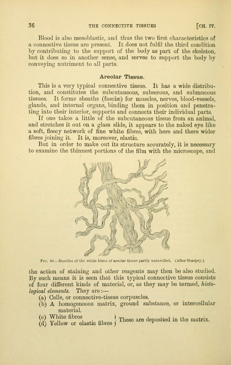 Blood is also mesoblastic, and thus the two first characteristics of a connective tissue are present. It does not fulfil the third condition by contributing to the support of the body as part of the skeleton, but it does so in another sense, and serves to support the body by conveying nutriment to all parts. Areolar Tissue. This is a very typical connective tissue. It has a wide distribu- tion, and constitutes the subcutaneous, subserous, and submucous tissues. It forms sheaths (fasciae) for muscles, nerves, blood-vessels, glands, and internal organs, binding them in position and penetra- ting into their interior, supports and connects their individual parts. If one takes a little of the subcutaneous tissue from an animal, and stretches it out on a glass slide, it appears to the naked eye like a soft, fleecy network of fine white fibres, with here and there wider fibres joining it. It is, moreover, elastic. But in order to make out its structure accurately, it is necessary to examine the thinnest portions of the film with the microscope, and Fig. 49.—Bundles of the white fibres of areolar tissue partly unravelled. (After Sharpey.) the action of staining and other reagents may then be also studied. By such means it is seen that this typical connective tissue consists of four different kinds of material, or, as they may be termed, histo- logical elements. They are:— (a) Cells, or connective-tissue corpuscles. (b) A homogeneous matrix, ground substance, or intercellular material. (c) White fibres (d) ^ v¥ muo 1 ,. „, v These are deposited in the matrix. Yellow or elastic fibres ) ^