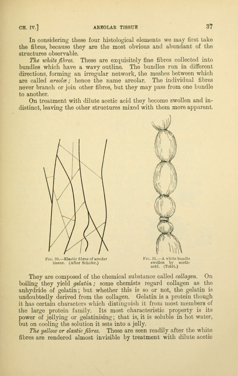 In considering these four histological elements we may first take the fibres, because they are the most obvious and abundant of the structures observable. The white fihres. These are exquisitely fine fibres collected into bundles which have a wavy outline. The bundles run in different directions, forming an irregular network, the meshes between which are called areolce; hence the name areolar. The individual fibres never branch or join other fibres, but they may pass from one bundle to another. On treatment with dilute acetic acid they become swollen and in- distinct, leaving the other structures mixed with them more apparent. Fio. 50.—Elastic fibres of areolar tissue. (After Schafer.) Fig. 51.—A white bundle swollen by acetic acid. (Toldt.) They are composed of the chemical substance called collagen. On boiling they yield gelatin; some chemists regard collagen as the anhydride of gelatin; but whether this is so or not, the gelatin is undoubtedly derived from the collagen. Gelatin is a protein though it has certain characters which distinguish it from most members of the large protein family. Its most characteristic property is its power of jellying or gelatinising; that is, it is soluble in hot water, but on cooling the solution it sets into a jelly. The yellow or elastic fibres. These are seen readily after the white fibres are rendered almost invisible by treatment with dilute acetic