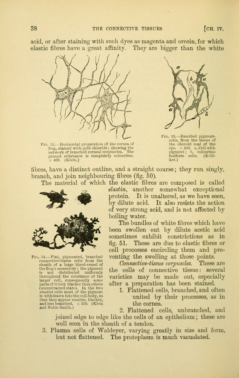 acid, or after staining with such dyes as magenta and orcein, for which elastic fibres have a great affinity. They are bigger than the white Fig. 52.—Horizontal preparation of the cornea of frog, stained with gold chloride; showing the network of branched corneal corpuscles. The ground substance is completely colourless. X 400. (Klein.) Fig. 53.—Ramified pigment- cells, from the tissue of the choroid coat of the eye. x 350. o, Cell with pigment; b, colourle.ss fusifonn cells. (KoUi- ker.) fibres, have a distinct outline, and a straight course; they run singly, branch, and join neighbouring fibres (fig. 50). The material of which the elastic fibres are composed is called ^^^^fl -,,. elastin, another somewhat exceptional ^^BBC, .'^ij^ protein. It is unaltered, as we have seen, ^^^F ^^ by dilute acid. It also resists the action of very strong acid, and is not affected by boiling water. The bundles of white fibres which have Vjji^ W^^^^^Stti ^®®^ swollen out by dilute acetic acid ity^ /^P'^HHPw sometimes exhibit constrictions as in ^Sj(^^^>^'*;^to5> %• 51. These are due to elastic fibres or ' --**^ ^  cell processes encircling them and pre- venting the swelling at those points. Connective-tissue corpuscles. These are the cells of connective tissue: several varieties may be made out, especially after a preparation has been stained. 1. Flattened cells, branched, and often united by their processes, as in the cornea. 2. Flattened cells, unbranched, and joined edge to edge like the cells of an epithelium; these are well seen in the sheath of a tendon. Plasma cells of Waldeyer, varying greatly in size and form, but not flattened. The protoplasm is much vacuolated. . 54.—Flat, pigmented, branched connective-tissue cells from the sheath of a large blood-vessel of the frog's mesentery; the pigment is not distributed uniformly throughout the substance of the larger cell, consequently some parts of it look blacker than others (uncontracted state). In the two smaller cells most of the pigment is withdrawn into the ceU-body, so that they appear smaller, blacker, and less branched, x 350. (Klein and Noble Smith.)