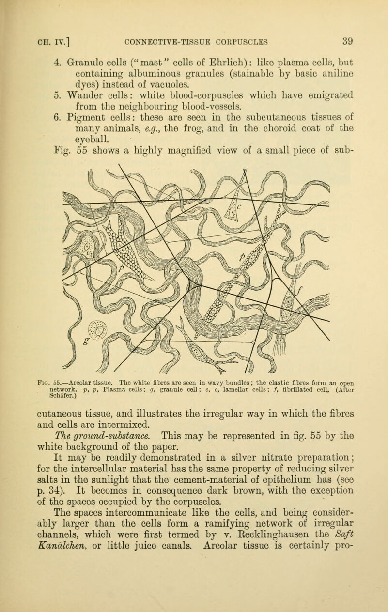 4. Granule cells ( mast cells of Ehrlich): like plasma cells, but containing albuminous granules (stainable by basic aniline dyes) instead of vacuoles. 5. Wander cells: white blood-corpuscles which have emigrated from the nei(?hbouring blood-vessels. 6. Pigment cells: these are seen in the subcutaneous tissues of many animals, e.g., the frog, and in the choroid coat of the eyeball. Fig. 55 shows a highly magnified view of a small piece of sub- FiG. 55.—Areolar tissue. The white fibres are seen in wavy bundles; the elastic fibres fonii an open network, p, p. Plasma cells; g, granule cell; c, c, lamellar cells; /, fibrillated cell. (After Schcifer.) cutaneous tissue, and illustrates the irregular way in which the fibres and cells are intermixed. The ground-substance. This may be represented in fig. 55 by the white background of the paper. It may be readily demonstrated in a silver nitrate preparation; for the intercellular material has the same property of reducing silver salts in the sunlight that the cement-material of epithelium has (see p. 34). It becomes in consequence dark brown, with the exception of the spaces occupied by the corpuscles. The spaces intercommunicate like the cells, and being consider- ably larger than the cells form a ramifying network of irregular channels, which were first termed by v. Recklinghausen the Saft Kandlchen, or little juice canals. Areolar tissue is certainly pro-