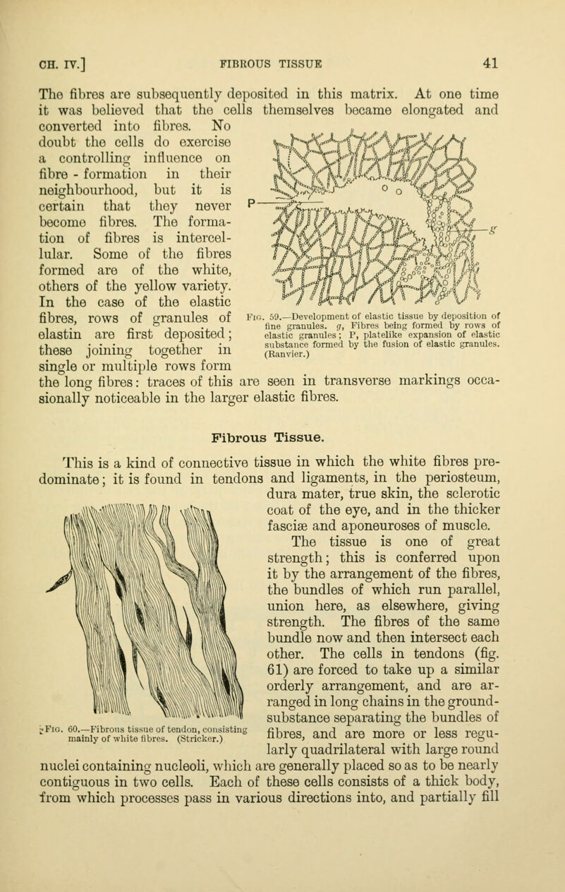 The fibres are subsequently deposited in this matrix. At one time it was believed that the cells themselves became elongated and converted into fibres. No doubt the cells do exercise a controlling influence on fibre - formation in their neighbourhood, but it is certain that they never become fibres. The forma- tion of fibres is intercel- lular. Some of the fibres formed are of the white, others of the yellow variety. In the case of the elastic fibres, rows of granules of elastin are first deposited; these joining together in single or multiple rows form the long fibres: traces of this are seen in transverse markings occa sionally noticeable in the larger elastic fibres. Kio. 59.—Development of elastic tissue by deposition of fine granules, g, Fibres being formed by rows of elastic granules; P, platelike expansion of elastic substance formed by tlie fusion of elastic granules. (Ranvier.) Fibrous Tissue. This is a kind of connective tissue in which the white fibres pre- dominate ; it is found in tendons and ligaments, in the periosteum, dura mater, true skin, the sclerotic coat of the eye, and in the thicker fasciae and aponeuroses of muscle. The tissue is one of great strength; this is conferred upon it by the arrangement of the fibres, the bundles of which run parallel, union here, as elsewhere, giving strength. The fibres of the same bundle now and then intersect each other. The cells in tendons (fig. 61) are forced to take up a similar orderly arrangement, and are ar- ranged in long chains in the ground- substance separating the bundles of fibres, and are more or less regu- larly quadrilateral with large round nuclei containing nucleoli, which are generally placed so as to be nearly contiguous in two cells. Each of these cells consists of a thick body, from which processes pass in various directions into, and partially fill • Fig. 60.—Fibrous tissue of tendon, consisting mainly of white fibres. (Strieker.)
