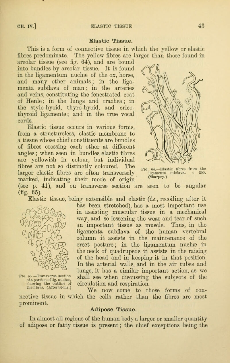 Elastic Tissue. This is a form of connective tissue in which the yellow or elastic fibres predominate. The yellow fibres are larger than those found in areolar tissue (see fig. 64), and are bound into bundles by areolar tissue. It is found in the ligamentum nuclide of the ox, horse, and many other animals; in the liga- menta subflava of man; in the arteries and veins, constituting the fenestrated coat of Henle; in the lungs and trachea; in the stylo-hyoid, thyro-hyoid, and crico- thyroid ligaments; and in the true vocal cords. Elastic tissue occurs in various forms, from a structureless, elastic membrane to a tissue whose chief constituents are bundles of fibres crossing each other at different angles; when seen in bundles elastic fibres are yellowish in colour, but individual fibres are not so distinctly coloured. The larger elastic fibres are often transversely marked, indicating their mode of origin (see p. 41), and on transverse section are seen (fig. 65). Elastic tissue, being extensible and elastic (i.e., recoiling after it has been stretched), has a most important use in assisting muscular tissue in a mechanical O way, and so lessening the wear and tear of such an important tissue as muscle. Thus, in the ligamenta subflava of the human vertebral column it assists in the maintenance of the erect posture; in the ligamentum nuchas in the neck of quadrupeds it assists in the raising of the head and in keeping it in that position. In the arterial walls, and in the air tubes and lungs, it has a similar important action, as we shall see when discussing the subjects of the circulation and respiration. We now come to those forms of con- nective tissue in which the cells rather than the fibres are most prominent. Adipose Tissue. In almost all regions of the human body a larger or smaller quantity of adipose or fatty tissue is present; the chief exceptions being the Fig. 64.—Elastic libres from the ligamenta subflava. x 200. (Sharpoy.) to be angular Q-^Q&^SfS, Qg^ VcP Fig. 65.—Transverse section of a portion of lig. nuchae, showing the outline of the fibres. (After St.ihr.)