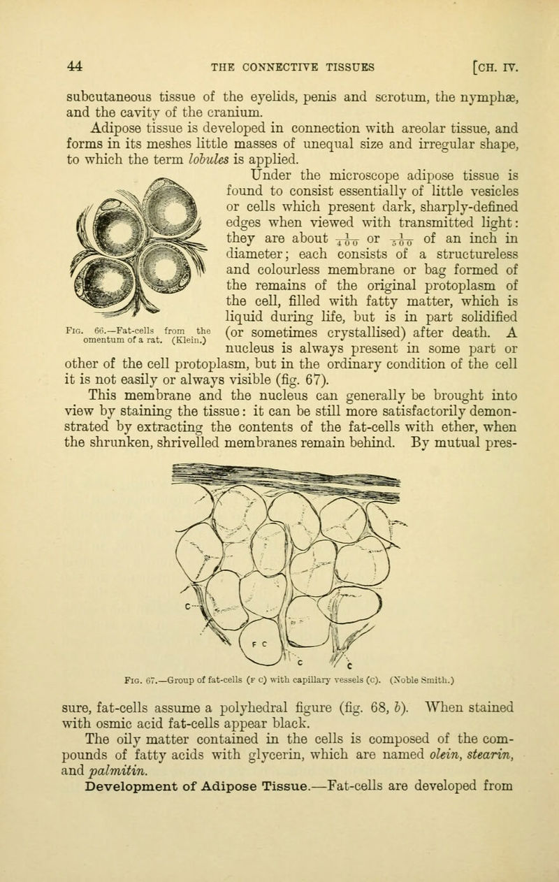 subcutaneous tissue of the eyelids, penis and scrotum, the nymphae, and the cavity of the cranium. Adipose tissue is developed in connection with areolar tissue, and forms in its meshes little masses of unequal size and irregular shape, to which the term lobules is applied. Under the microscope adipose tissue is found to consist essentially of little vesicles or cells which present dark, sharply-defined edges when viewed with transmitted light: they are about ^^ or -^^ of an inch in diameter; each consists of a structureless and colourless membrane or bag formed of the remains of the original protoplasm of the cell, filled with fatty matter, which is liquid during life, but is in part solidified (or sometimes crystallised) after death. A nucleus is always present in some part or other of the cell protoplasm, but in the ordinary condition of the cell it is not easily or always visible (fig. 67). This membrane and the nucleus can generally be brought into view by staining the tissue: it can be still more satisfactorily demon- strated by extracting the contents of the fat-cells with ether, when the shrunken, shrivelled membranes remain behind. By mutual pres- FiG. 66.—Fat-cells from the omentum of a rat. (Klein.) Fig. 67.—Group of fat-cells (f c) with capillary vessels (c). (Xoble Smith.) sure, fat-cells assume a polyhedral figure (fig. 68, h). When stained with osmic acid fat-cells appear black. The oily matter contained in the cells is composed of the com- pounds of fatty acids with glycerin, which are named olein, stearin, and palmitin. Development of Adipose Tissue.—Fat-cells are developed from