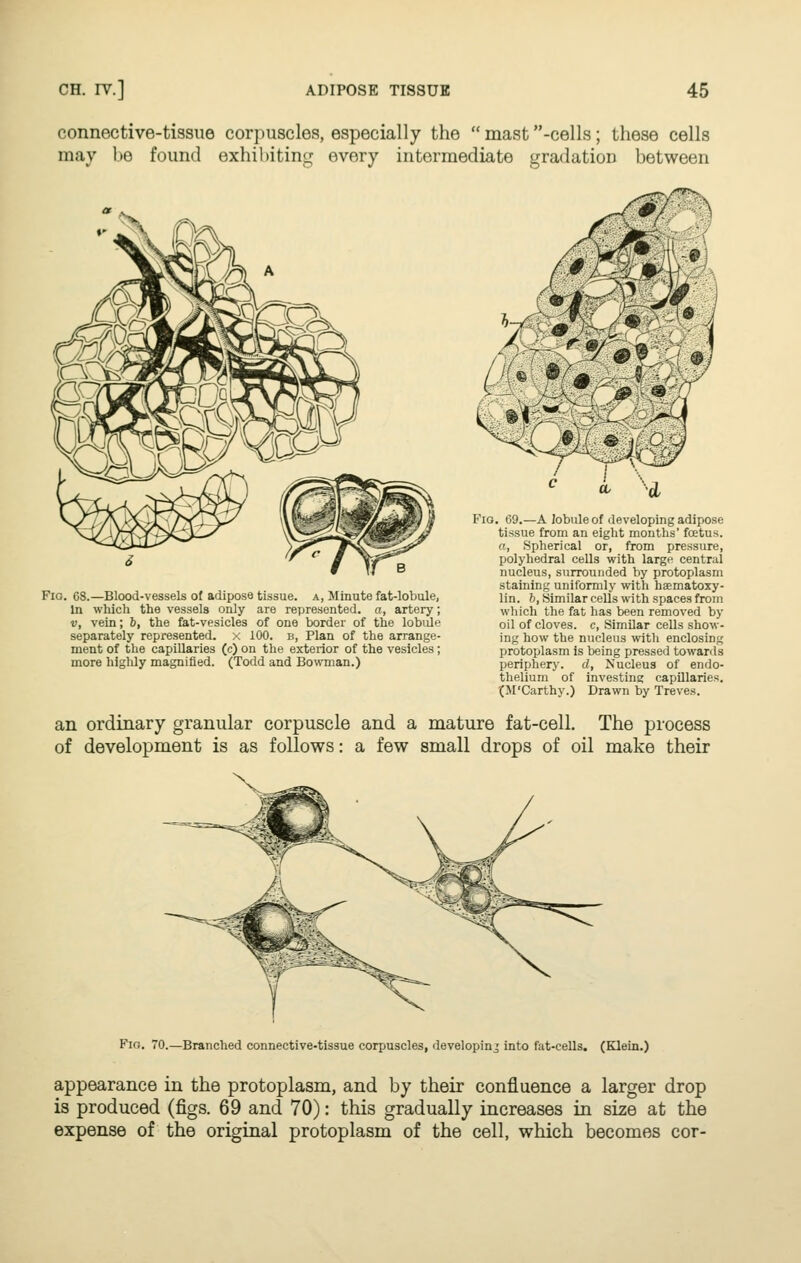 connective-tissue corpuscles, especially the  mast -cells; these cells may be found exhibiting every intermediate gradation between Fig. 68.—Blood-vessels of adipose tissue, a, Minute fat-lobule, In which the vessels only are represented, a, artery; V, vein; b, the fat-vesicles of one border of the lobiile separately represented, x 100. b, Plan of the arrange- ment of the capillaries (c) on the exterior of the vesicles ; more highly magnified. (Todd and Bowman.) <• L d Fio. 69.—A lobule of developing adipose tissue from an eight months' foetus. a, Spherical or, from pressure, polyhedral cells with large central nucleus, surrounded by protoplasm staining uniformly with haematoxy- lin. b, Similar cells with spaces from which the fat has been removed by oil of cloves, c. Similar cells show- ing how the nucleus with enclosing protoplasm is being pressed towards periphery, d. Nucleus of endo- thelium of investing capillaries. (M'Carthy.) Drawn by Treves. an ordinary granular corpuscle and a mature fat-cell. The process of development is as follows: a few small drops of oil make their Fio. 70.—Branched connective-tissue corpuscles, developing into fiit-cells. (Klein.) appearance in the protoplasm, and by their confluence a larger drop is produced (figs. 69 and 70): this gradually increases in size at the expense of the original protoplasm of the cell, which becomes cor-