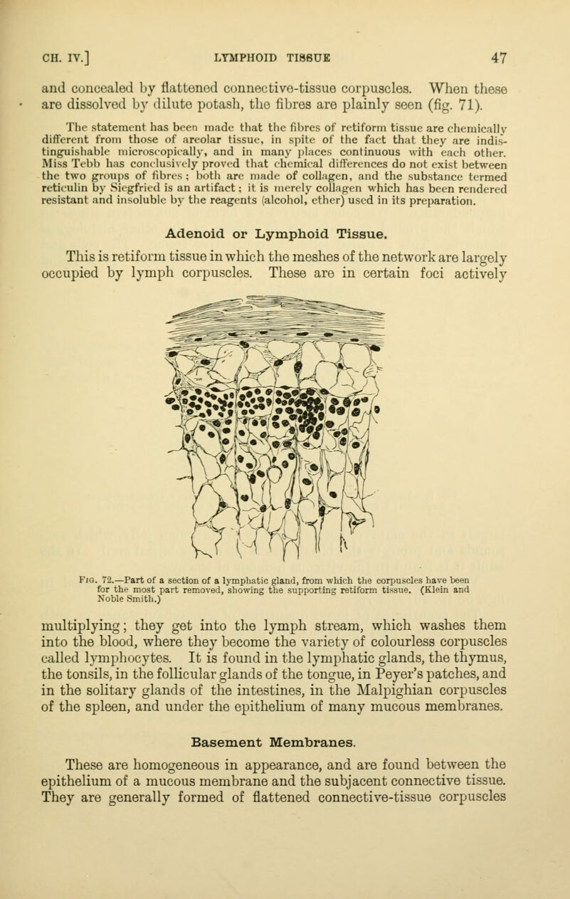 and concealed by flattened connective-tissue corpuscles. When these are dissolved by dilute potash, the fibres are plainly seen (fig. 71). The .statement has been made that the fibres of retiform tissue are chemically different from those of areolar tissue, in spite of the fact that they are indis- tinguishable niicroscopieally, and in many places continuous with each other. Miss Tebb has conttusively proved that chemical differences do not exist between the two groups of fibres ; botli are made of collagen, and the substance termed reticulin by vSiegfried is an artifact; it is merely coUagen which has been rendered resistant and insoluble by the reagents (alcohol, ether) used in its preparation. Adenoid or Lymphoid Tissue. This is retiform tissue in which the meshes of the network are largely occupied by lymph corpuscles. These are in certain foci actively FiO. 72.—Part of a section of a lymphatic gland, from which the corpuscles have been for the most part removed, showing the supporting retifonn tissue. (Klein and Noble Smith.) multiplying; they get into the lymph stream, which washes them into the blood, where they become the variety of colourless corpuscles called lymphocytes. It is found in the lymphatic glands, the thymus, the tonsils, in the follicular glands of the tongue, in Peyer's patches, and in the solitary glands of the intestines, in the Malpighian corpuscles of the spleen, and under the epithelium of many mucous membranes. Basement Membranes. These are homogeneous in appearance, and are found between the epithelium of a mucous membrane and the subjacent connective tissue. They are generally formed of flattened connective-tissue corpuscles
