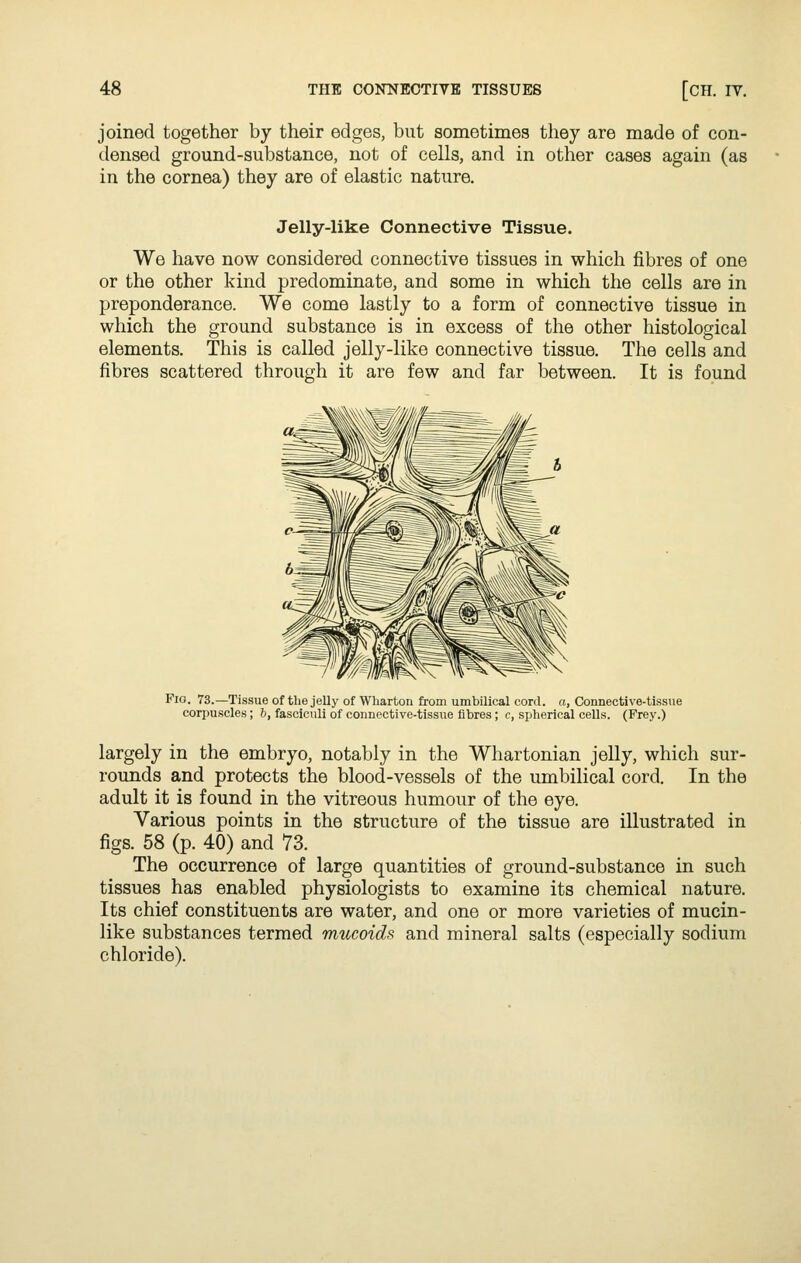 joined together by their edges, but sometimes they are made of con- densed ground-substance, not of cells, and in other cases again (as in the cornea) they are of elastic nature. Jelly-like Connective Tissue. We have now considered connective tissues in which fibres of one or the other kind predominate, and some in which the cells are in preponderance. We come lastly to a form of connective tissue in which the ground substance is in excess of the other histological elements. This is called jelly-like connective tissue. The cells and fibres scattered through it are few and far between. It is found Fio. 73.—Tissue of tlie jelly of Wharton from umbilical cord, a, Connective-tissue corpuscles; 6, fasciculi of connective-tissue fibres; c, spherical cells. (Frey.) largely in the embryo, notably in the Whartonian jelly, which sur- rounds and protects the blood-vessels of the umbilical cord. In the adult it is found in the vitreous humour of the eye. Various points in the structure of the tissue are illustrated in figs. 58 (p. 40) and 73. The occurrence of large quantities of ground-substance in such tissues has enabled physiologists to examine its chemical nature. Its chief constituents are water, and one or more varieties of mucin- like substances termed mucoidf; and mineral salts (especially sodium chloride).