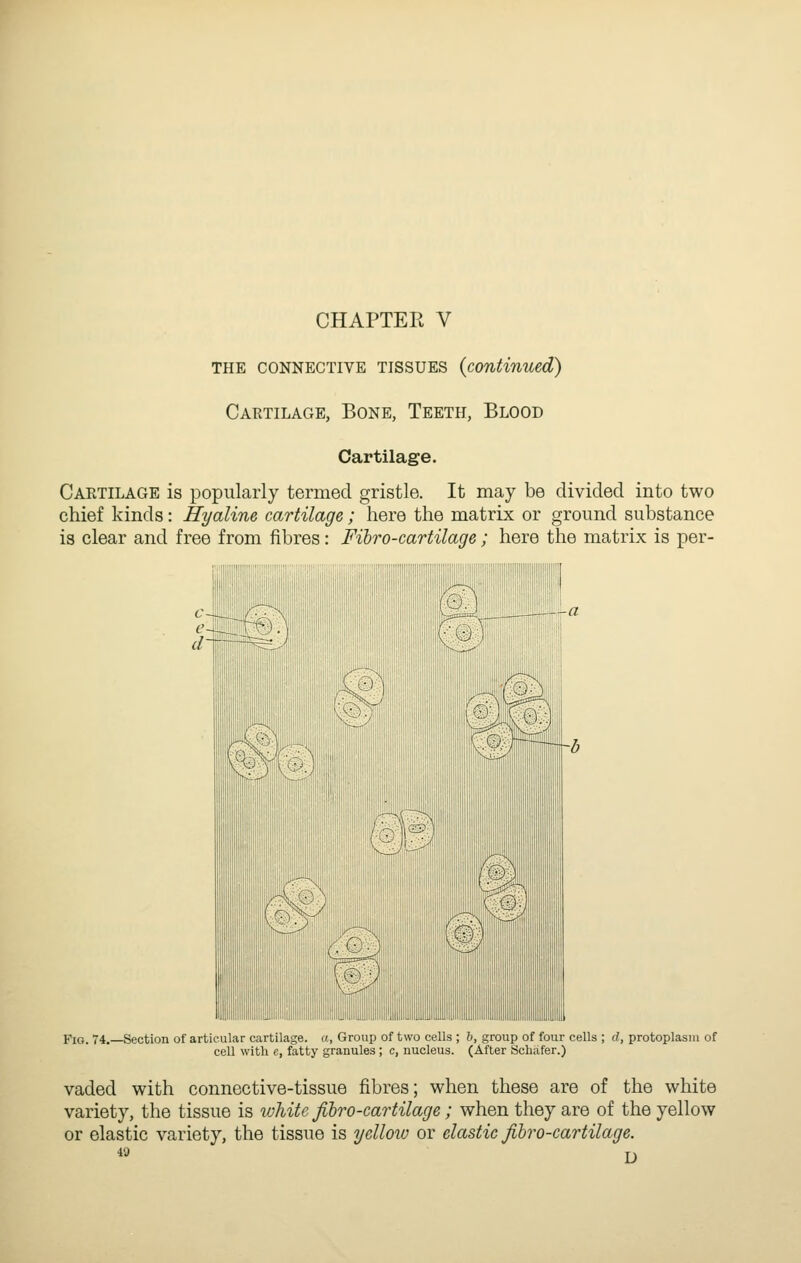 CHAPTER V THE CONNECTIVE TISSUES {continued) Cartilage, Bone, Teeth, Blood Cartilage. Cartilage is popularly termed gristle. It may be divided into two chief kinds: Hyaline cartilage; here the matrix or ground substance is clear and free from fibres: Fihro-cartilage; here the matrix is per- l-■ v^ lllll!lllil!ll!l!ilOilil;i!iili!;i!iill!i:!i;;;i>!j!li.;L::il::i!ii^^ Fio. 74. Section of articular cartilage, a, Group of two cells ; 6, group of four cells ; d, protoplasm of cell witli e, fatty granules ; c, nucleus. (After Schafer.) vaded with connective-tissue fibres; when these are of the white variety, the tissue is tohite fibro-cartilage; when they are of the yellow or elastic variety, the tissue is yellow or elastic fibro-cartilage.