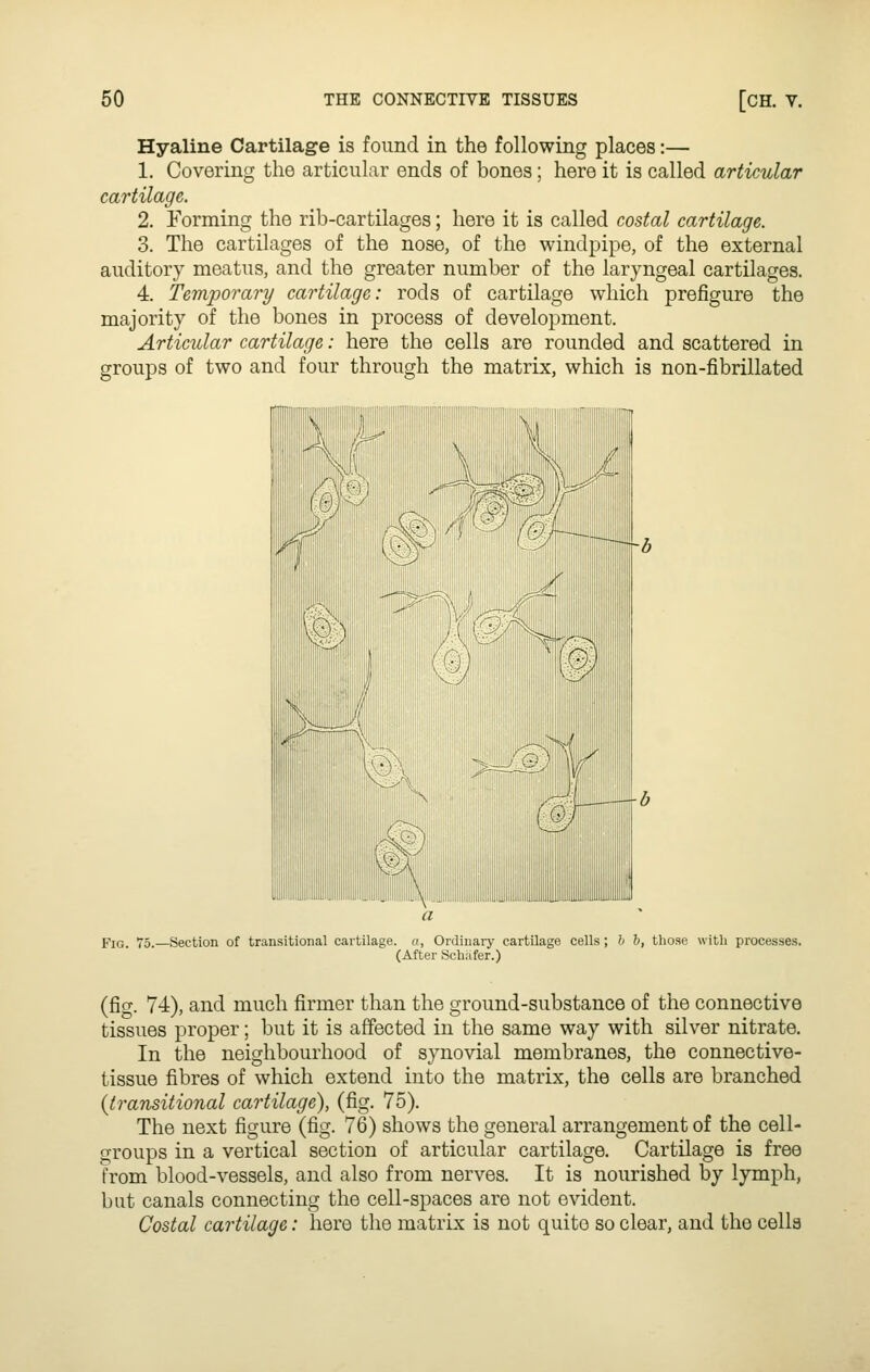 Hyaline Cartilage is found in the following places:— 1. Covering the articular ends of bones; here it is called articular cartilage. 2. Forming the rib-cartilages; here it is called costal cartilage. 3. The cartilages of the nose, of the windpipe, of the external auditory meatus, and the greater number of the laryngeal cartilages. 4. Temporary cartilage: rods of cartilage which prefigure the majority of the bones in process of development. Articular cartilage: here the cells are rounded and scattered in groups of two and four through the matrix, which is non-fibrillated Fig. 75.—Section of transitional cartilage, a, Ordiuaiy cartilage cells ; h h, those with processes. (After Schiifer.) (fio-. 74), and much firmer than the ground-substance of the connective tissues proper; but it is affected in the same way with silver nitrate. In the neighbourhood of synovial membranes, the connective- tissue fibres of which extend into the matrix, the cells are branched {transitional cartilage), (fig. 75). The next figure (fig. 76) shows the general arrangement of the cell- groups in a vertical section of articular cartilage. Cartilage is free from blood-vessels, and also from nerves. It is nourished by lymph, but canals connecting the cell-spaces are not evident. Costal cartilage: here the matrix is not quite so clear, and the cells