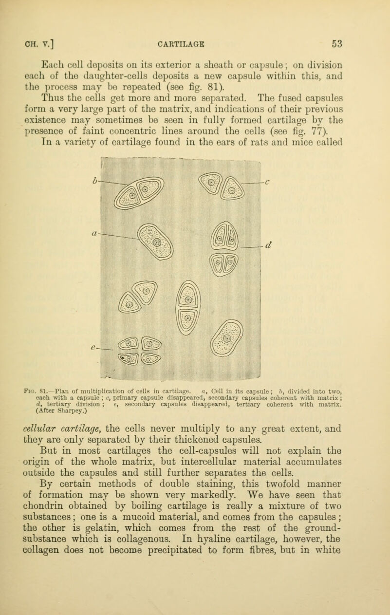 Each coll deposits on its exterior a sheath or capsule; on division each of the daughter-cells deposits a new capsule within this, and the process may he repeated (see fig. 81). Thus the cells get more and more separated. The fused capsules form a very large part of the matrix, and indications of their previous existence may sometimes be seen in fully formed cartilage by the presence of faint concentric lines around the cells (see fig. 77). Tn a variety of cartilage found in the ears of rats and mice called Fig. si.—Plan of multiplication of cells in cartilage. a. Cell in its capsule; h, divirled into two, each with a capsule ; c, primary capsule disappeared, secondary capsules coherent with matrix; d, tertiary division ; f, secondary capsules disappeared, tertiary coherent with matrix. (After Sharpey.) cellular cartilage, the cells never multiply to any great extent, and they are only separated by their thickened capsules. But in most cartilages the cell-capsules will not explain the origin of the whole matrix, but intercellular material accumulates outside the capsules and still further separates the cells. By certain methods of double staining, this twofold manner of formation may be shown very markedly. We have seen that chondrin obtained by boiling cartilage is really a mixture of two substances; one is a mucoid material, and comes from the capsules; the other is gelatin, which comes from the rest of the ground- substance which is collagenous. In hyaline cartilage, however, the collagen does not become precipitated to form fibres, but in white