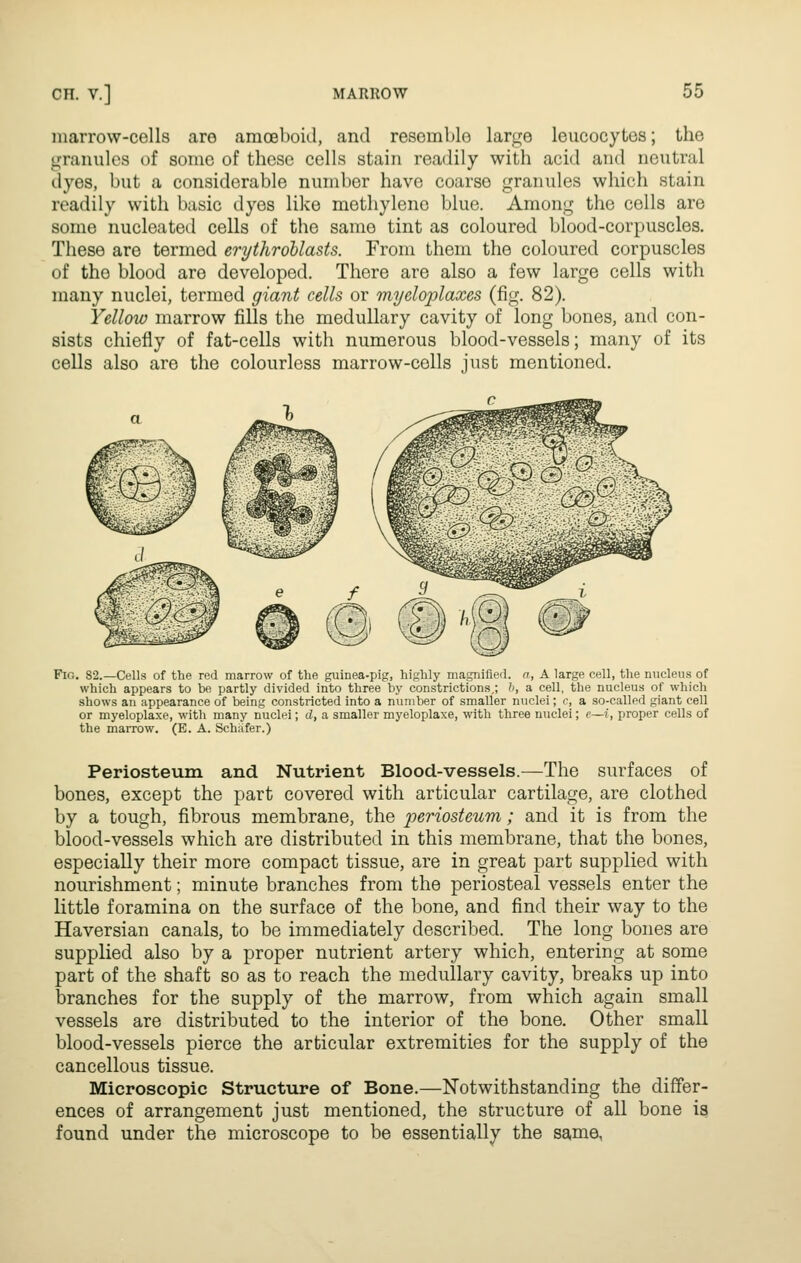 marrow-cells are amoeboid, and resemble large leucocytes; the granules of sonic of these cells stain readily with acid and neutral dyes, but a considerable number have coarse granules which stain readily with basic dyes like methylene blue. Among the cells are some nucleated cells of the same tint as coloured blood-corpuscles. These are termed erythrdblasts. From them the coloured corpuscles of the blood are developed. There are also a few large cells with many nuclei, termed giant cells or myeloplaxes (fig. 82). Yellow marrow fills the medullary cavity of long bones, and con- sists chiefly of fat-cells with numerous blood-vessels; many of its cells also are the colourless marrow-cells just mentioned. Fitt. 82.—Cells of the red marrow of the guinea-pig, highly mapifiert. a, A large cell, the nucleus of which appears to be partly divided into three by constrictions,; h, a cell, the nucleus of which shows an appearance of being constricted into a number of smaller nuclei; c, a so-called giant cell or myeloplaxe, with many nuclei; d, a smaller myeloplaxe, with three nuclei; c—i, proper cells of the marrow. (E. A. Schiifer.) Periosteum and Nutrient Blood-vessels.—The surfaces of bones, except the part covered with articular cartilage, are clothed by a tough, fibrous membrane, the periosteum; and it is from the blood-vessels which are distributed in this membrane, that the bones, especially their more compact tissue, are in great part supplied with nourishment; minute branches from the periosteal vessels enter the little foramina on the surface of the bone, and find their way to the Haversian canals, to be immediately described. The long bones are supplied also by a proper nutrient artery which, entering at some part of the shaft so as to reach the medullary cavity, breaks up into branches for the supply of the marrow, from which again small vessels are distributed to the interior of the bone. Other small blood-vessels pierce the articular extremities for the supply of the cancellous tissue. Microscopic Structure of Bone.—Notwithstanding the differ- ences of arrangement just mentioned, the structure of all bone is found under the microscope to be essentially the same,