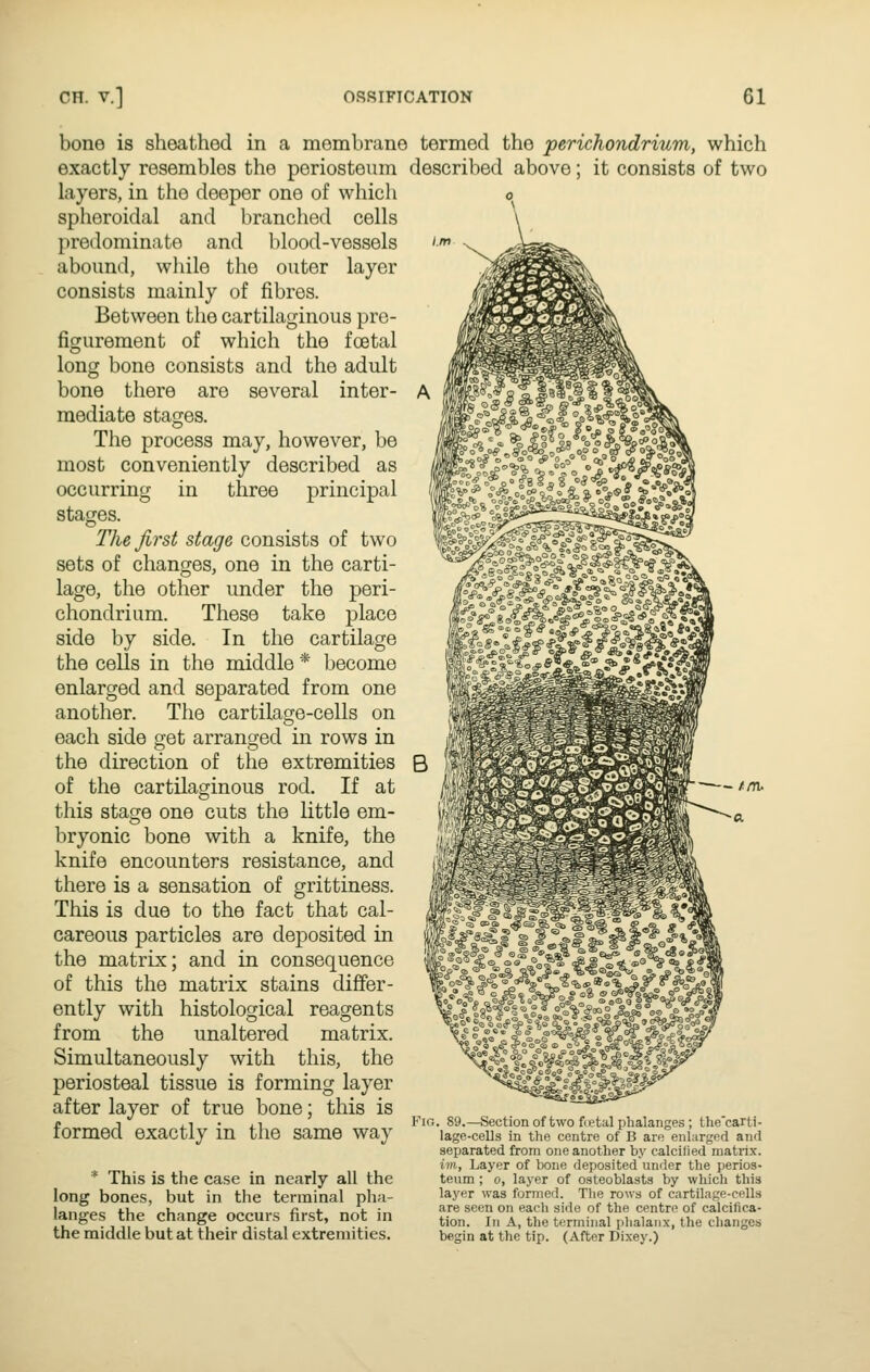 bone is sheathed in a membrane exactly resembles the periosteum layers, in the deeper one of which spheroidal and branched cells predominate and blood-vessels abound, while the outer layer consists mainly of fibres. Between the cartilaginous pre- figurement of which the foetal long bone consists and the adult bone there are several inter- mediate stages. The process may, however, be most conveniently described as occurring in three principal stages. The first stage consists of two sets of changes, one in the carti- lage, the other under the peri- chondrium. These take place side by side. In the cartilage the cells in the middle * become enlarged and separated from one another. The cartilage-cells on each side get arranged in rows in the direction of the extremities of the cartilaginous rod. If at this stage one cuts the little em- bryonic bone with a knife, the knife encounters resistance, and there is a sensation of grittiness. This is due to the fact that cal- careous particles are deposited in the matrix; and in consequence of this the matrix stains differ- ently with histological reagents from the unaltered matrix. Simultaneously with this, the periosteal tissue is forming layer after layer of true bone; this is formed exactly in the same way * This is the case in nearly all the long bones, but in the terminal pha- langes the change occurs first, not in the middle but at their distal extremities. termed the perichondrium, which described above; it consists of two Fig. 89.—Section of two fn-tal phalanges ; the'carti- lage-cells in the centre of B are enlarged and separated from one another by calcified matrix. ini. Layer of bone deposited under the perios- teum ; 0, layer of osteoblasts by which this layer was formed. The rows of cartilage-cells are seen on each side of the centre of calcifica- tion. In A, the terminal phalanx, the changes begin at the tip. (After Dixey.)