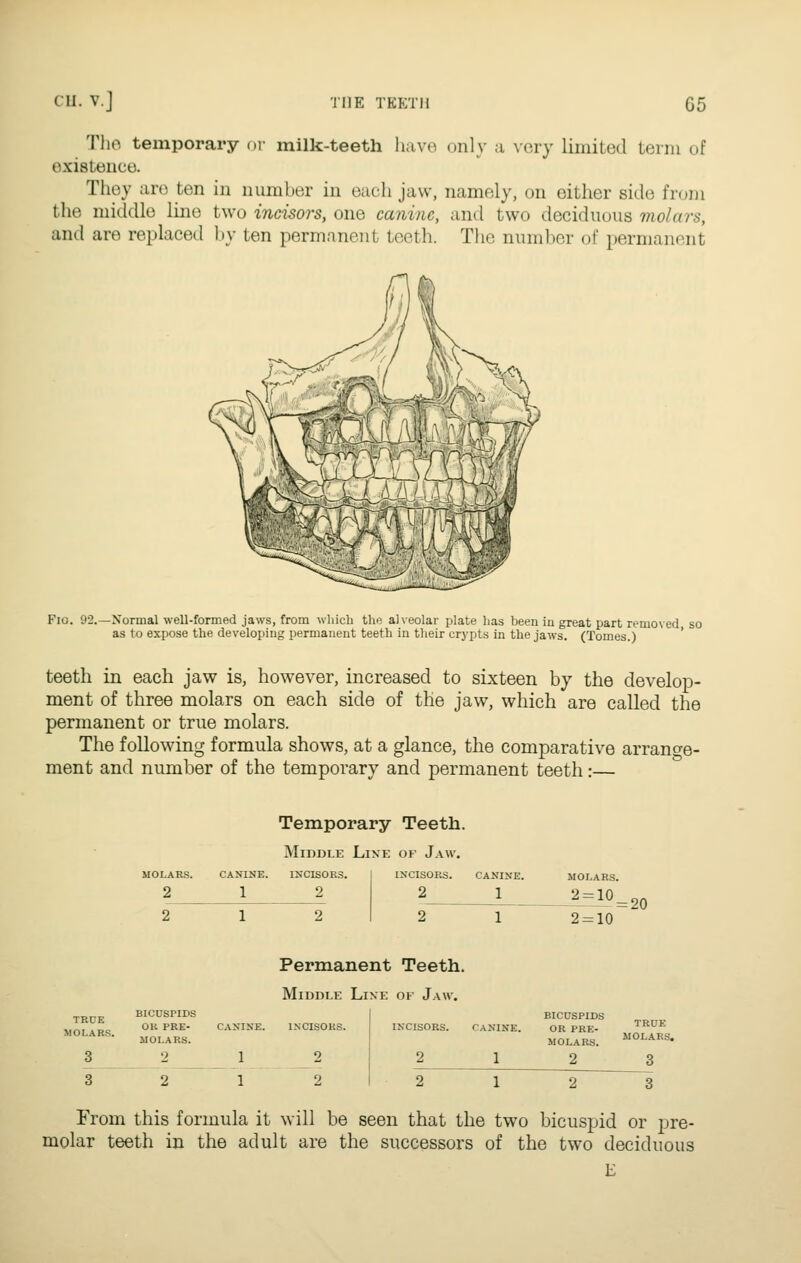 The temporary or milk-teeth havo only a ^■Gry limited tenu of existence. They are ten in number in each jaw, namely, on either side from the middle line two incisors, one canine, and two deciduous molars, and are replaced by ten permanent teeth. The numher of permanent Fio. 92.—Normal well-formed jaws, from which the alveolar plate has been in great part removed so as to expose the developing permanent teeth in their crj'pts in the jaws. (Tomes.) ' teeth in each jaw is, however, increased to sixteen by the develop- ment of three molars on each side of the jaw, which are called the permanent or true molars. The following formula shows, at a glance, the comparative arrano-e- ment and number of the temporary and permanent teeth:— MOLARS. 2 Temporary Teeth. Middle Line of Jaw. CANINE. 1 INCISOR.S. 2 INCISORS. 2 CANINE. 1 MOLARS. 2 = 10 2 = 10 = 20 TRUE MOLARS. BICUSPIDS OK PRE- MOLARS. Permanent Teeth. Middle Line of Jaw. CANINE. 1 BICUSPIDS OR PRE- MOLARS. 2 TRUE MOLARS, From this formula it will be seen that the two bicuspid or pre- molar teeth in the adult are the successors of the two deciduous E