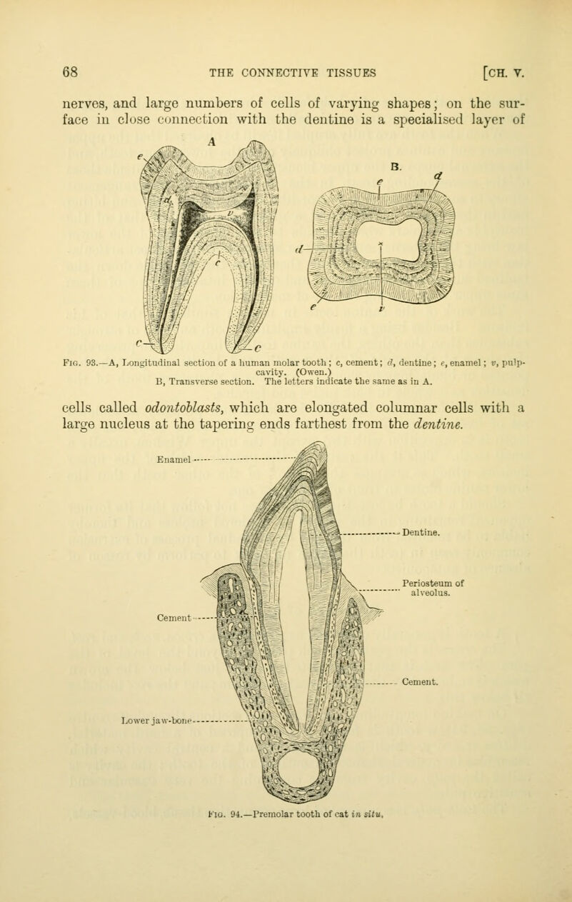 nerves, and large numbers of cells of varying shapes; on the sur- face in close connection with the dentine is a specialised layer of Fig. 93.—A, Longitudinal section of a human molar tooth ; c, cement; (?, dentine; e, enamel; v, pulp- cavitj. (Owen.) B, Transverse section. The letters indicate the same as in A. cells called odontoblasts, which are elongated columnar cells with a large nucleus at the tapering ends farthest from the dentine. Enamel -- Dentine. Periosteum of alveolus. Cement - -- Cement. Lower jaw-bone. t'iG. 94.—Premolar tooth of cat in situ.