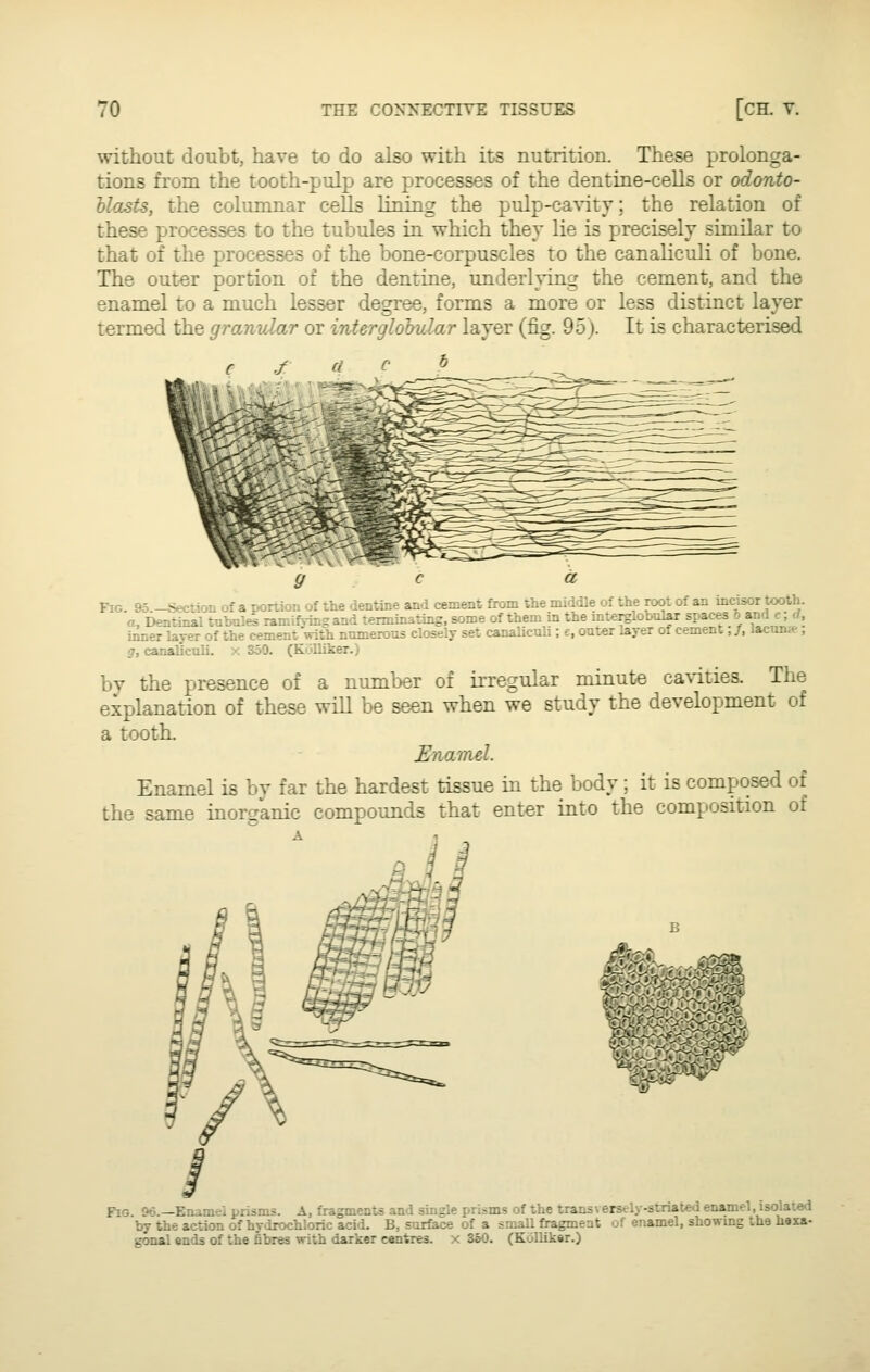 without doubt, have to do also with its nutrition. These prolonga- tions from the tooth-pulp are processes of the dentine-cells or odonto- hlasts, the columnar cells lining the pulp-ca%ity; the relation of these processes to the tubules in which they lie is precisely similar to that of the processes of the bone-corpuscles to the canaliculi of bone. The outer portion of the dentine, underlying the cement, and the enamel to a much lesser degree, forms a more or less distinct layer termed the granular or interglobular layer (fig. 95). It is characterised Fig. 95 -Section of a portion of the dentine and cement from the middle of the root of an mcisor tooth. a. Dentinal tubulwramifsing and terminating, some of them in the mterglobnlar spaces b and c; d, inner layer of the cement with numerous closely set canaliculi; e, out«r layer of cement; /, lacun*, g, canalicali. x 350. (Kolliker.) by the presence of a number of ii-regular minute ca\ities. The explanation of these will be seen when we study the development of a tooth. Enamel. Enamel is by far the hardest tissue in the body; it is composed of the same inorganic compounds that enter into the composition of Fig. 9o.—Enimei prisms. A, fragments and single prisms of the transversely-striated enamel, isolated by the action of hydrochloric acid. B, surface of a smaU firagment of enamel, showing the haxa- gonal ends of the fibres with darker centres, x 3aO. (KoUikar.)