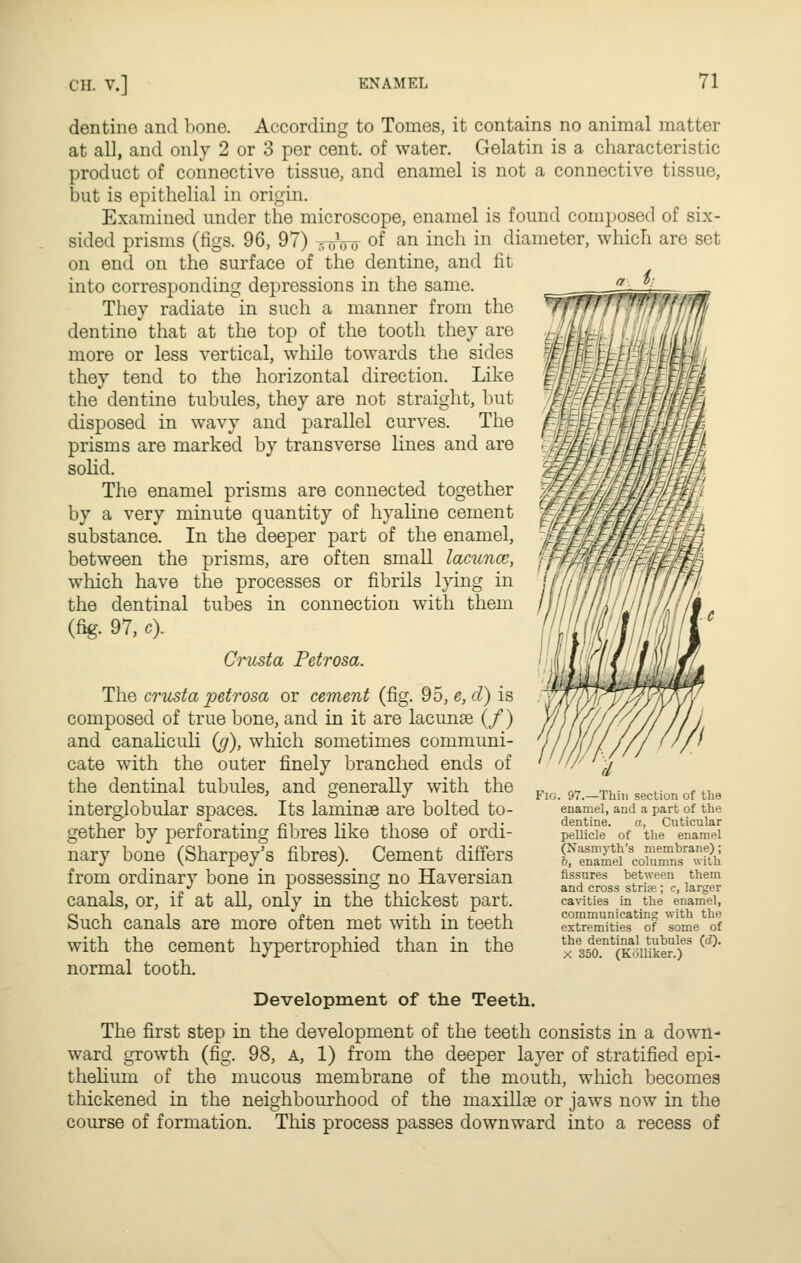 dentine and hone. According to Tomes, it contains no animal matter at all, and only 2 or 3 per cent, of water. Gelatin is a characteristic product of connective tissue, and enamel is not a connective tissue, but is epithelial in origin. Examined under the microscope, enamel is found composed of six- sided prisms (figs. 96, 97) ^iny of an inch in diameter, which are set on end on the surface of the dentine, and fit into corresponding depressions in the same. They radiate in such a manner from the dentine that at the top of the tooth they are more or less vertical, while towards the sides they tend to the horizontal direction. Like the dentine tubules, they are not straight, but disposed in wavy and parallel curves. The prisms are marked by transverse lines and are solid. The enamel prisms are connected together by a very minute quantity of hyaline cement substance. In the deeper part of the enamel, between the prisms, are often small lammce, which have the processes or fibrils Ij'ing in the dentinal tubes in connection with them (fig. 97, c). Crusta Petrosa. The crusta petrosa or cement (fig. 95, e, d) is composed of true bone, and in it are lacunse (/) and canaliculi {g), which sometimes communi- cate with the outer finely branched ends of the dentinal tubules, and generally with the interglobular spaces. Its laminae are bolted to- gether by perforating fibres like those of ordi- nary bone (Sharpey's fibres). Cement differs from ordinary bone in possessing no Haversian canals, or, if at all, only in the thickest part. Such canals are more often met with in teeth with the cement hypertrophied than in the normal tooth. Fig. 97.—Thill section of the enamel, and a part of the dentine. or, Cuticular pellicle of the enamel (Xasmyth's membrane); 6, enamel colunms with fissures between them and cross strise ; c, larger ca\-ities in the enamel, communicating with the extremities of some of the dentinal tubules (d). X 350. (Kolliker.) Development of the Teeth. The first step in the development of the teeth consists in a down- ward growth (fig. 98, A, 1) from the deeper layer of stratified epi- thelium of the mucous membrane of the mouth, which becomes thickened in the neighbourhood of the maxillae or jaws now in the course of formation. Tliis process passes downward into a recess of