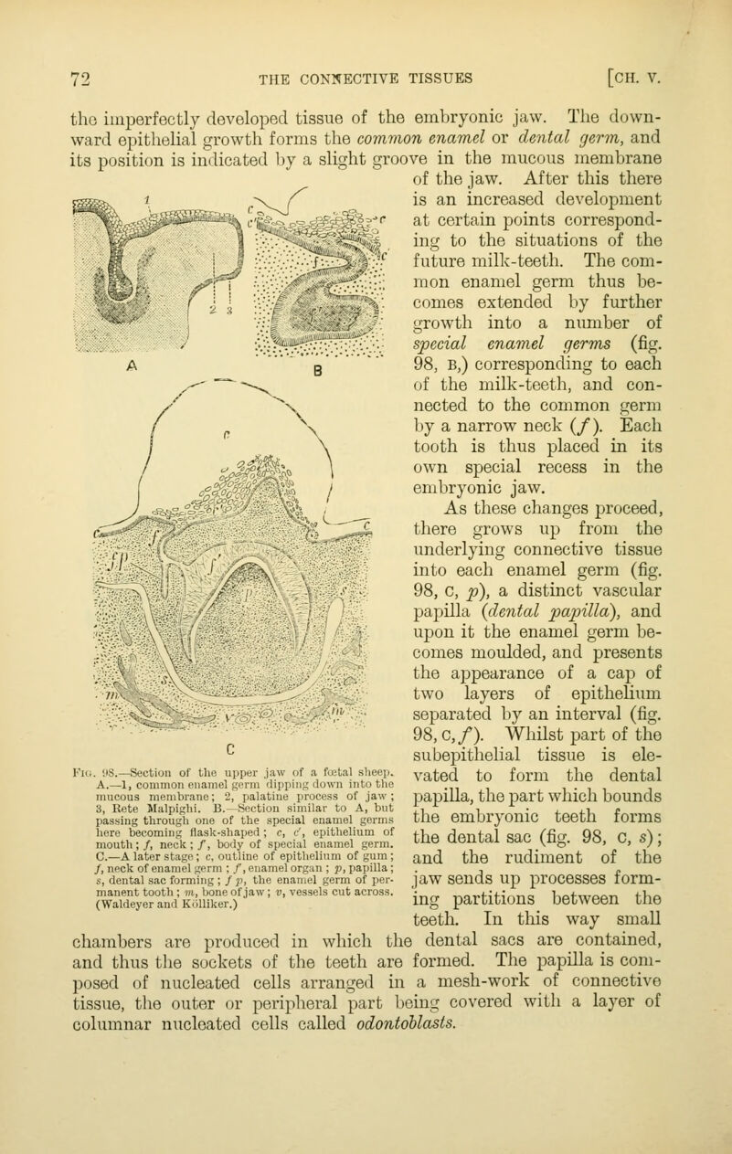 B / tho imperfectly developed tissue of the embryonic jaw. The down- ward epithelial growth forms the common enamel or dental germ, and its position is indicated by a slight groove in the mucous membrane of the jaw. After this there is an increased development at certain points correspond- ing to the situations of the future milk-teeth. The com- mon enamel germ thus be- comes extended by further growth into a number of special enamel germs (fig. 98, B,) corresponding to each of the milk-teeth, and con- nected to the common germ by a narrow neck (/). Each tooth is thus placed in its own special recess in the embryonic jaw. As these changes proceed, there grows up from the underlying connective tissue into each enamel germ (fig. 98, c, p), a distinct vascular papilla {dental papilla), and upon it the enamel germ be- comes moulded, and presents the appearance of a cap of two layers of epithehum separated by an interval (fig. 98, c,/). Whilst part of the subepithelial tissue is ele- vated to form the dental papilla, the part which bounds the embryonic teeth forms the dental sac (fig. 98, c, s); and the rudiment of the jaw sends up processes form- ing partitions between the teeth. In tliis way small chambers are produced in which the dental sacs are contained, and thus the sockets of the teeth are formed. The papilla is com- posed of nucleated cells arranged in a mesh-work of connective tissue, the outer or peripheral part lieing covered with a layer of columnar nucleated cells called odontoblasts. ^>'xs>ii •W. :. '.IS.—Section of the upper Jaw of a total sheep. A.—1, common enamel gorm dipping down into the mucous membrane; 2, palatine process of jaw; 3, Rete Malpighi. B.—Section similar to A, but passing through one of the special enamel germs here becoming flask-shaped; c, c', epithelium of mouth;/, neck;/, body of special enamel germ. C—A later stage; c, outline of epithelium of gum ; /, neck of enamel germ ; /, enamel organ ; p, papilla ; s, dental sac forming ; / p, the enamel germ of per- manent tooth ; 7)1, bone of jaw; f, vessels cut across. (Waldeyer and Kijlliker.)