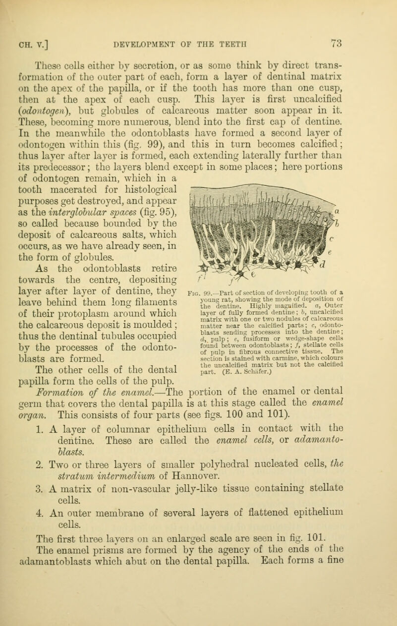 Tiiesft cells either by secretion, or as some think by direct trans- formation of the outer part of each, form a layer of dentinal matrix on the apex of the papilla, or if the tooth lias more than one cusp, then at the apex of each cusp. This layer is first uncalcified (odo/itogen), but globules of calcareous matter soon appear in it. These, becoming more numerous, blend into the first cap of dentine. In the meanwhile the odontoblasts have formed a second layer of odontogen within this (fig, 99), and this in turn becomes calcified; thus layer after layer is formed, each extending laterally further than its predecessor; the layers blend except in some places; here portions of odontogen remain, which in a tooth macerated for liistological purposes get destroyed, and appear as the interglobular spaces (fig. 95), so called because bounded by the deposit of calcareous salts, which occurs, as we have already seen, in the form of globules. As the odontoblasts retire towards the centre, depositing layer after layer of dentine, they leave beliind them long filaments of their protoplasm around which the calcareous deposit is moulded ; thus the dentinal tubules occupied by the processes of the odonto- blasts are formed. The other cells of the dental papilla form the cells of the pulp. Formation of the enamel.—The portion of the enamel or dental germ that covers the dental papilla is at this stage called the enamel organ. This consists of four parts (see figs. 100 and 101). 1. A layer of columnar epithelium cells in contact with the dentine. These are called the enamel cells, or aclamanto- hlasts. 2. Two or three layers of smaller polyhedral nucleated cells, the stratum intermedium of Hannover. 3. A matrix of non-vascular jelly-like tissue containing stellate cells. 4. An outer membrane of several layers of flattened epithelium cells. The first three layers on an enlarged scale are seen in fig. 101. The enamel prisms are formed by the agency of the ends of the adamantoblasts which abut on the dental papilla. Each forms a fine Fig. 9',i.—Part of section of developing tooth of a young rat, showing the mode of deposition of the dentine. Highly magnified, a, Outer layer of fully formed dentine; b, uncalcified matrix with one or two nodules of calcareous matter near the calcified parts; c, odonto- blasts sending processes into the dentine; d, pulp; e, fusiform or wedge-shape cells found between odontoblasts; /, stellate cells of pulp in fibrous connective tissue. The section is stained with carmine, which colours the uncalcified matrix but not the calcified part. (B. A. Schafer.)