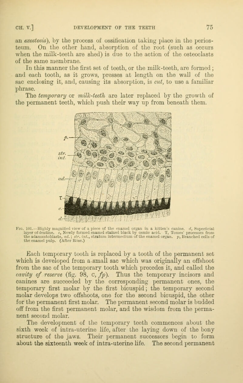 an exostosis), by the process of ossificaiion taking place in the perios- teum. On the other hand, absorption of the root (such as occurs when the milk-teeth are shed) is due to the action of the osteoclasts of the same membrane. In this manner the first set of teeth, or the milk-teeth, are formed; and each tooth, as it grows, presses at length on the wall of the sac enclosing it, and, causing its absorption, is cut, to use a familiar phrase. The temporary or milk-teeth are later replaced by the growth of the permanent teeth, which push their way up from Joeneath them. Fig. 101.—Highly magnified view of a piece of the enamel organ in a kitten's canine, rf, Superlicial layer of dentine, e. Newly formed enamel stained black by osmic acid. T, Tomes' processes from the adamantoblasts, ad.; str. int., stratum intermedium of the enamel organ, p. Branched cells of the enamel pulp. (After Rose.) Each temporary tooth is replaced by a tooth of the permanent set which is developed from a small sac which was originally an offshoot from the sac of the temporary tooth which precedes it, and called the cavity of reserve (fig. 98, c, fp). Thus the temporary incisors and canines are succeeded by the corresponding permanent ones, the temporary first molar by the first bicuspid; the temporary second molar develops two offshoots, one for the second bicuspid, the other for the permanent first molar. The permanent second molar is budded off from the first permanent molar, and the wisdom from the perma- nent second molar. The development of the temporary teeth commences about the sixth week of intra-uterine life, after the laying down of the bony structure of the jaws. Their jjermanent successors Ijegin to form about the sixteenth week of intra-uterine life. The second permanent