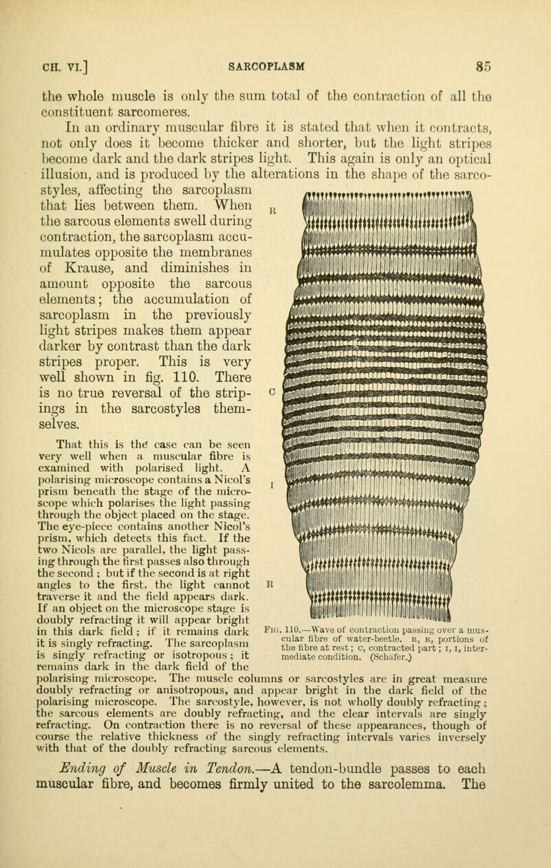 the whole muscle is only the sum total of the contraction of all the constituent sarcomeres. In au ordinary muscular fibre it is stated that when it contracts, not only does it l)ecome thicker and shorter, but the light stripes become dark and the dark stripes light. This again is only an optical illusion, and is produced by the alterations in the shape of the sarco- styles, affecting the sarcoplasm that lies between them. When the sarcous elements swell during contraction, the sarcoplasm accu- mulates opposite the membranes of Krause, and diminishes in amount opposite the sarcous elements; the accumulation of sarcoplasm in the previously light stripes makes them appear darker by contrast than the dark stripes proper. This is very well shown in fig. 110. There is no true reversal of the strip- ings in the sarcostyles them- selves. .f,i)>i!,$a»i»MM««tM«M««M»««n«tM*««i«M««eeiiS'v ,.^iti<j»»*??SS!!^ That this is thd case can be seen very well when a muscular fibre is examined with polarised light. A polarising microscope contains a Nicol's prism beneath the stage of the micro- scope which polarises the light passing through the object placed on the stage. The eye-piece contains another Nicol's prism, which detects this fact. If the two Nicols are parallel, the light pass- ing through the first passes also through the second ; but if the second is at right angles to the first, the light cannot traverse it and the field appears dark. If an object on the microscope stage is doubly refracting it will appear bright in this dark field; if it remains dark it is singly refracting. The sarcoplasm is singly refracting or isotropous; it remains dark in the dark field of the polarising microscope. The muscle columns or sarcostyles are in great measure doubly refracting or anisotropous, and appear bright in the dark field of the polarising microscope. The sarcostyle, however, is not wholly doubly refracting; the sarcous elements are doubly refracting, and the clear intervals are singly refracting. On contraction there is no reversal of these appearances, though of course the relative thickness of the singly refracting intervals varies inversely with that of the doubly refracting sarcous elements. Ending of Muscle in Tendon.—A tendon-bundle passes to each muscular fibre, and becomes firmly imited to the sarcolemma. The , 110.—Wave of coutractiou passing over a mus- cular fibre of water-beetle, k, r, portions of the fibre at rest; c, contracted part; i, i, inter- mediate condition. (Schiifer.)