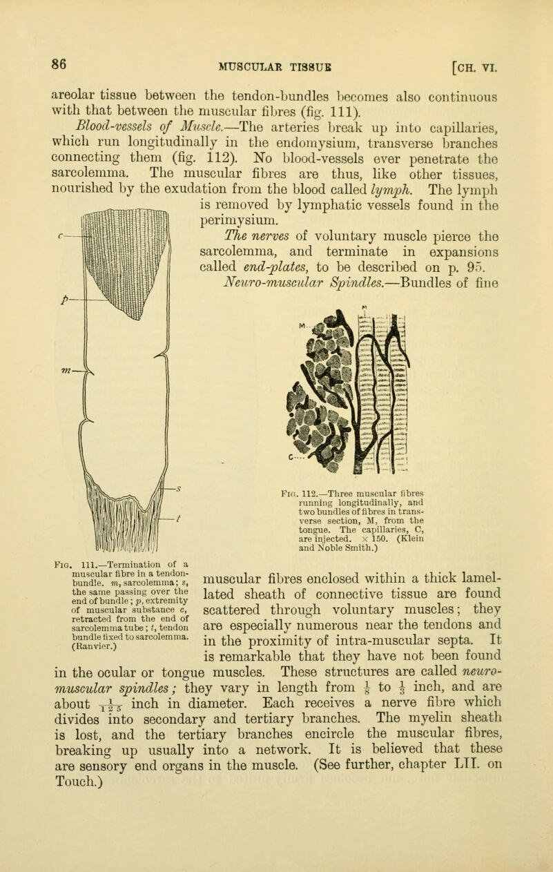 Up into capillaries, transverse branches ever penetrate the like other tissues, areolar tissue between the tendon-bundles becomes also continuous with that between the muscular fibres (fig. 111). Blood-vessels of Muscle.—The arteries break which run longitudinally in the endomysium, connecting them (fig. 112). No blood-vessels sarcolenima. The muscular fibres are thus, nourished by the exudation from the blood called lymph. The lymph is removed by lymphatic vessels found in the perimysium. The nerves of voluntary muscle pierce the sarcolemma, and terminate in expansions called end-plates, to be described on p, 9o. JSfeuro-musGular Spindles.—Bundles of fine Fio. 112.—Three muscular fibres running longitudinally, and two bundles of fibres in trans- verse section, M, from the tongue. The capillaries, C, are injected, x 150. (Klein and Noble Smith.) Fig. 111.—Termination of a muscular fibre in a tendon- bundle. TO, sarcolemma; s, the same passing over the end of bundle; p, extremity of muscular substance c, retracted from the end of sarcolemma tube; I, tendon bundle fixed to sarcolemma. (Ranvior.) muscular fibres enclosed within a thick lamel- lated sheath of connective tissue are found scattered through voluntary muscles; they are especially numerous near the tendons and in the proximity of intra-muscular septa. It is remarkable that they have not been found in the ocular or tongue muscles. These structures are called neuro- muscular spindles; they vary in length from J^ to J inch, and are about yfg- inch in diameter. Each receives a nerve fibre which divides into secondary and tertiary branches. The myelin sheath is lost, and the tertiary branches encircle the muscular fibres, breaking up usually into a network. It is believed that these are sensory end organs in the muscle. (See further, chapter LII. on Touch.)