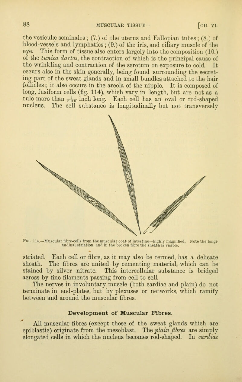 the vesicul^e seminales ; (7.) of the uterus and Fallopian tubes ; (8.) of blood-vessels and lymphatics; (9.) of the iris, and ciliary muscle of the eye. This form of tissue also enters largely into the composition (10.) of the tunica dartos, the contraction of which is the principal cause of the wrinkling and contraction of the scrotum on exposure to cold. It occurs also in the skin generally, being found surrounding the secret- ing part of the sweat glands and in small bundles attached to the hair follicles; it also occurs in the areola of the nipple. It is composed of long, fusiform cells (fig. 114), which vary in length, but are not as a rule more than ^i^- inch long. Each ceU has an oval or rod-shaped nucleus. The cell substance is longitudinally but not transversely Pia. 114.—Muscular fibre-cells from the muscular coat of intestine—highly magnified. Note the longi- tudinal striation, and in the broken fibre the sheath is visible. striated. Each cell or fibre, as it may also be termed, has a delicate sheath. The fibres are united by cementing material, which can be stained by silver nitrate. This intercellular substance is bridged across by fine filaments passing from cell to cell. The nerves in involuntary muscle (both cardiac and plain) do not terminate in end-plates, but by plexuses or networks, which ramify between and around the muscular fibres. Development of Muscular Fibres. All muscular fibres (except those of the sweat glands which are epiblastic) originate from the mesoblast. The plain fibres are simply elongated cells in which the nucleus becomes rod-shaped. In cardiac
