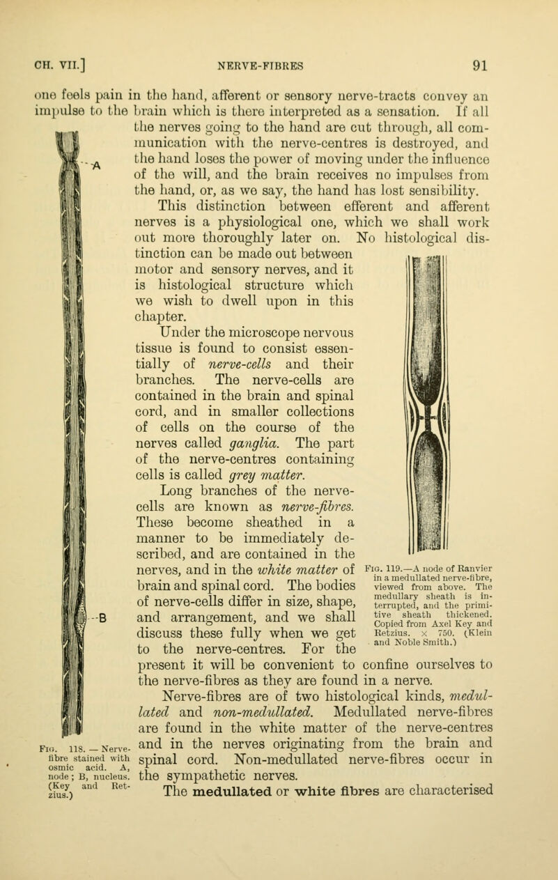 one feela pain in the hand, afferent or sensory nerve-tracts convey an impulse to the brain which is thoro interpreted as a sensation. If all the nerves going to the hand are cut through, all com- niunication with the nerve-centres is destroyed, and the liand loses the power of moving under tlie influence of the will, and the brain receives no impulses from the hand, or, as we say, the hand has lost sensibility. This distinction between efferent and afferent nerves is a physiological one, which we shall work out more thoroughly later on. No histological dis- tinction can be made out between motor and sensory nerves, and it is histological structure which we wish to dwell upon in this chapter. Under the microscope nervous tissue is found to consist essen- tially of nerve-cells and their branches. The nerve-cells are contained in the brain and spinal cord, and in smaller collections of cells on the course of the nerves called ganglia. The part of the nerve-centres containing cells is called grey matter. Long branches of the nerve- cells are known as nerve-fibres. These become sheathed in a manner to be immediately de- scribed, and are contained in the nerves, and in the white matter of brain and spinal cord. The bodies of nerve-cells differ in size, shape, B and arrangement, and we shall discuss these fully when we get to the nerve-centres. For the present it will be convenient to confine ourselves to the nerve-fibres as they are found in a nerve. Nerve-fibres are of two histological kinds, medul- lated and non-medullated. Medullated nerve-fibres are found in the white matter of the nerve-centres pj,, lis. - Nerve- ^^^ ^^ ^^^ ncrvcs Originating from the brain and tibre stained with spinal cord. Non-mcdullated nerve-fibres occur in osmic acid. A, f^ , i , • node; B, nucleus, the Sympathetic nerves. iS '''^ ^''^ The medullated or white fibres are characterised 14.'£ Pig. 119.—a node of Ranvier in a medullated nen'e-fibre, viewed from above. The medullary sheath is in- terrupted, and the primi- tive sheath thickened. Copied from Axel Key and Retzius. X 750. (Klein and Noble Smith.)
