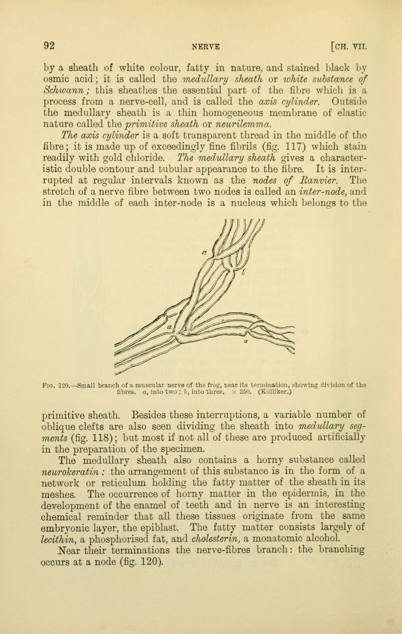 by a sheath of white colour, fatty in nature, and stained black by osmic acid; it is called the medullary sheath or white substance of Schwann; this sheathes the essential part of tlio filjre which is a process from a nerve-cell, and is called the axis cylinder. Outside the medullary sheath is a thin homogeneous membrane of elastic nature called the primitive sheath or neurilemma. The axis cylinder is a soft transparent thread in the middle of the fibre; it is made up of exceedingly fine fibrils (fig. 117) which stain readily with gold chloride. The medullary sheath gives a character- istic double contour and tubular appearance to the fibre. It is inter- rupted at regular intervals known as the nodes of Ranvier. The stretch of a nerve fibre between two nodes is called an inter-node, and in the middle of each inter-node is a nucleus which belongs to the Fig. 120.—Small branch of a muscular nerve of the frog, near its termination, showing division of the fibres, a, into two ; 6, into three, x 350. (KoUiker.) primitive sheath. Besides these interruptions, a variable number of oblique clefts are also seen dividing the sheath into medullary seg- ments (fig. 118); but most if not all of these are produced artificially in the preparation of the specimen. The medullary sheath also contains a horny substance called neurokeratin: the arrangement of this substance is in the form of a network or reticulum holding the fatty matter of the sheath in its meshes. The occurrence of horny matter in the epidermis, in the development of the enamel of teeth and in nerve is an interesting chemical reminder that all these tissues originate from the same embryonic layer, the epiblast. The fatty matter consists largely of lecithin, a phosphorised fat, and cholesterin, a monatomic alcohol. Near their terminations the nerve-fibres branch: the branching occurs at a node (fig. 120).