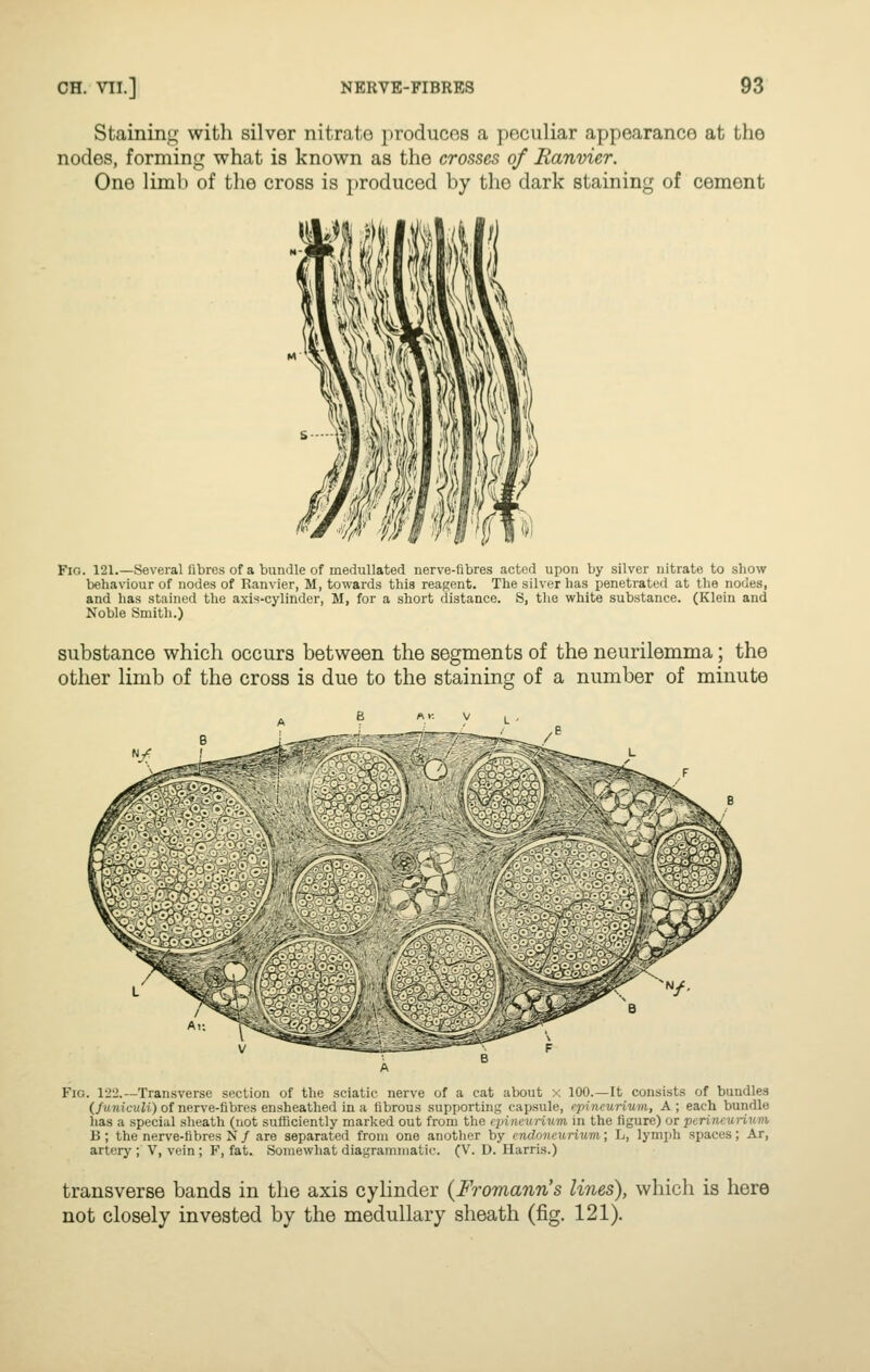 Stainin<;' with silver nitrate producos a peculiar appearance at the nodes, forming what is known as the crosses of Banvier. One limb of the cross is produced by the dark staining of cement Fig. 121.—Several libres of a bundle of medullated nerve-fibres acted upon by silver nitrate to sliow behaviour of nodes of Ranvier, M, towards this reagent. The silver has penetrated at the nodes, and has stained the axis-cylinder, M, for a short distance. 8, the white substance. (Klein and Noble Smith.) substance which occurs between the segments of the neurilemma; the other limb of the cross is due to the staining of a number of minute Fig. l:i'2.—Transverse section of the sciatic nerve of a cat about x 100.—It consists of bundles (/iini'cuZi) of nerve-fibres ensheathed in a fibrous supporting capsule, epincuriuin, A; each bundle has a special sheath (not sufficiently marked out from the cpiiuuHum, in the figure) or pcrineunnm B; the nerve-fibres N/ are separated from one another by endo7ieurium; L, lymph spaces; Ar, artery ; V, vein ; F, fat. Somewhat diagrammatic. (V. D. Harris.) transverse bands in the axis cylinder (Fromann's lines), which is here not closely invested by the medullary sheath (fig. 121).