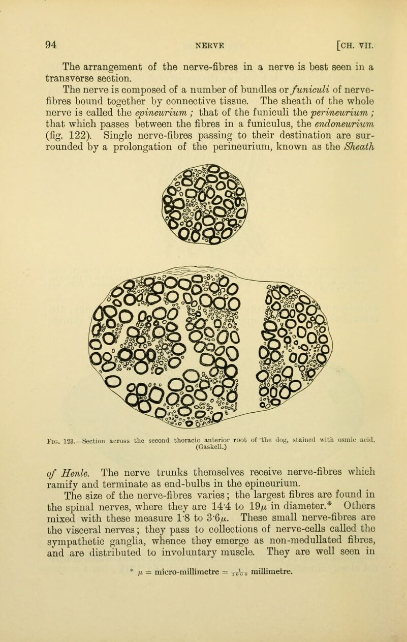 The arrangement of the nerve-fibres in a nerve is best seen in a transverse section. The nerve is composed of a number of bundles or funiculi of nerve- fibres bound together by connective tissue. The sheath of the whole nerve is called the epineurium ; that of the funiculi the perineurium; that which passes between the fibres in a funiculus, the endoneurium (fig. 122). Single nerve-fibres passing to their destination are sur- rounded by a prolongation of the perineurium, known as the Sheath Fig 123 —Section across the .second thoracic anterior root of 'the dog, stained with osmic acid. (Gaskell.) of Henle. The nerve trunks themselves receive nerve-fibres which ramify and terminate as end-bulbs in the epineurium. The size of the nerve-fibres varies; the largest fibres are found in the spinal nerves, where they are 14-4 to 19/x in diameter.* Others mixed with these measure I'S to 3-6^. These small nerve-fibres are the visceral nerves; they pass to collections of nerve-cells called the sympathetic gangha, whence they emerge as non-medullated fibres, and are distributed to involuntary muscle. They are well seen in IX — micro-millimetre = millimetre.