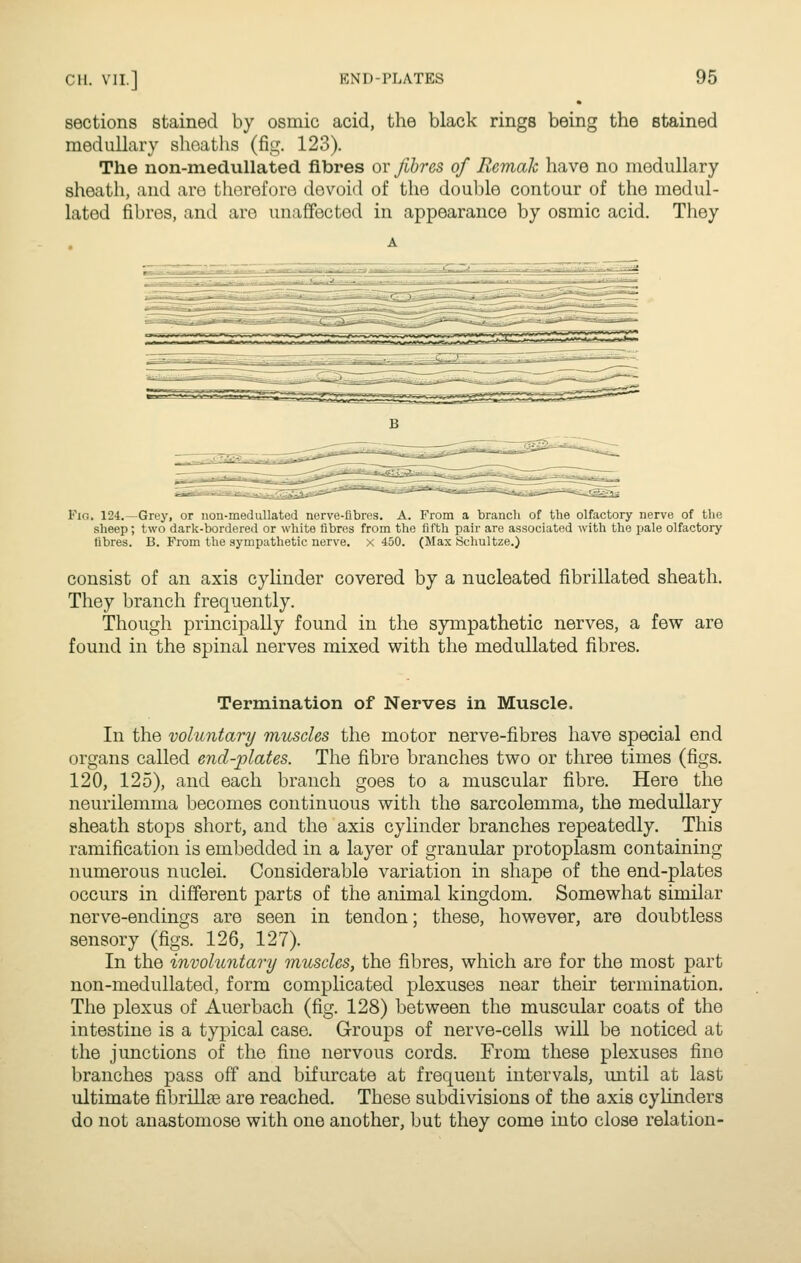 sections stained by osmic acid, the black rings being the stained medullary sheaths (fig. 123). The non-medullated fibres or fibres of Remah have no medullary sheath, and are therefore devoid of the double contour of the medul- lated fibres, and are unaffected in appearance by osmic acid. They Fig. 124.—Grey, or non-medullated nerve-fibres. A. From a branch of the olfactory nerve of the sheep; two dark-bordered or white fibres from the fifth pair are associated with the pale olfactory fibres. B. From the sympathetic nerve, x 450. (Max Schultze.) consist of an axis cylinder covered by a nucleated fibrillated sheath. They branch frequently. Though principally found in the sympathetic nerves, a few are found in the spinal nerves mixed with the medullated fibres. Termination of Nerves in Muscle. In the voluntary muscles the motor nerve-fibres have special end organs called end-plates. The fibre branches two or three times (figs. 120, 125), and each branch goes to a muscular fibre. Here the neurilemma becomes continuous with the sarcolemma, the medullary sheath stops short, and the axis cylinder branches repeatedly. This ramification is embedded in a layer of granular protoplasm containing numerous nuclei. Considerable variation in shape of the end-plates occurs in different parts of the animal kingdom. Somewhat similar nerve-endings are seen in tendon; these, however, are doubtless sensory (figs. 126, 127). In the involuntary muscles, the fibres, which are for the most part non-medullated, form complicated plexuses near their termination. The plexus of Auerbach (fig. 128) between the muscular coats of the intestine is a typical case. Groups of nerve-cells will be noticed at the junctions of the fine nervous cords. From these plexuses fine branches pass off and bifurcate at frequent intervals, until at last ultimate fibrillfe are reached. These subdivisions of the axis cylinders do not anastomose with one another, but they come into close relation-