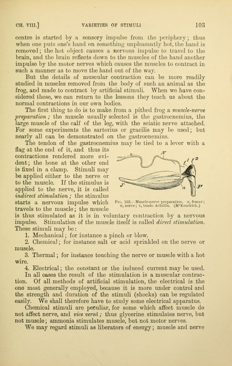 centre is started by a sensory impulse from the poripliery ; thus when one puts one's hand on something- unpleasantly hot, the hand is removed; the hot object causes a nervous impulse to travel to the brain, and the brain reflects down to the muscles of the hand another impulse by the motor nerves which causes the muscles to contract in such a manner as to move the hand out of the way. But the details of muscular contraction can be more readily studied in muscles removed from the body of such an animal as the frog, and made to contract by artificial stimuli. When we have con- sidered these, we can return to the lessons they teach us about the normal contractions in our own bodies. The first thing to do is to make from a pithed frog a muscle-nerve preparation; the muscle usually selected is the gastrocnemius, the large muscle of the calf of the leg, with the sciatic nerve attached. For some experiments the sartorius or gracilis may be used; but nearly all can be demonstrated on the gastrocnemius. The tendon of the gastrocnemius may ])e tied to a lever with a flag at the end of it, and thus its contractions rendered more evi- dent; the bone at the other end is fixed in a clamp. Stimuli may be applied either to the nerve or to the muscle. If the stimidus is applied to the nerve, it is called indirect stimulation ; the stimulus starts a nervous impulse which travels to the muscle; the muscle is thus stimulated as it is in voluntary contraction by a nervous impulse. Stimulation of the muscle itself is called direct stimulation. These stimuli may be : 1. Mechanical; for instance a pinch or blow. 2. Chemical; for instance salt or acid sprinkled on the nerve or muscle. 3. Thermal; for instance touching the nerve or muscle with a hot wire. 4. Electrical; the constant or the induced current may be used. In all oases the result of the stimulation is a muscular contrac- tion. Of all methods of artificial stimulation, the electrical is the one most generally employed, because it is more under control and the strength and duration of the stimuli (shocks) can be regulated easily. We shall therefore have to study some electrical apparatus. Chemical stimuli are peculiar, for some which affect muscle do not affect nerve, and vice versd; thus glycerine stimulates nerve, but not muscle; ammonia stimulates muscle, but not motor nerves. We may regard stimuli as liberators of energy; muscle and nerve Fig. 132.-Muscle-nerve preparation, f, femur; N, nerve ; t, teudo Achillis. (M'Kendrick.)