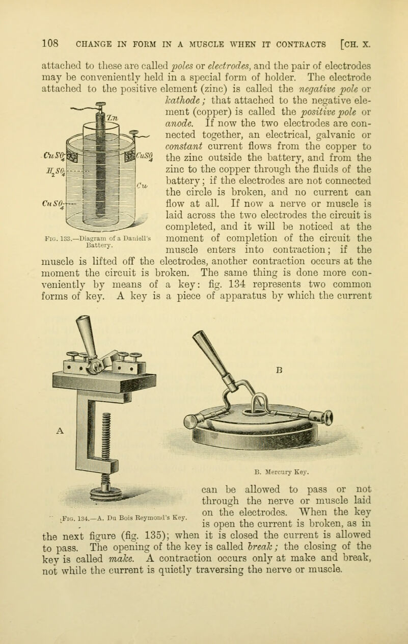 cusa attached to these are called 2Joles or electrodes, and the pair of electrodes may be conveniently held in a special form of holder. The electrode attached to the positive element (zinc) is called the negative pole or kathode; that attached to the negative ele- ment (copper) is called the positive pole or anode. If now the two electrodes are con- nected together, an electrical, galvanic or constant current flows from the copper to the zinc outside the battery, and from the zinc to the copper through the fluids of the battery; if the electrodes are not connected the circle is broken, and no current can flow at all. If now a nerve or muscle is laid across the two electrodes the circuit is completed, and it will be noticed at the moment of completion of the circuit the muscle enters into contraction; if the muscle is lifted off the electrodes, another contraction occurs at the moment the circuit is broken. The same thing is done more con- veniently by means of a key: fig. 134 represents two common forms of key. A key is a piece of apparatus by which the current CiiSO: -Diagram oi a Daniell's Battery. .Fig. 134.—a. Du Bois Reymoiul's Key. B. Mercury Key. can be allowed to pass or not through the nerve or muscle laid on the electrodes. When the key is open the current is broken, as in the next figure (fig. 135); when it is closed the current is allowed to pass. The opening of the key is called hreak; the closing of the key is called make. A contraction occurs only at make and break, not while the current is quietly traversing the nerve or muscle.
