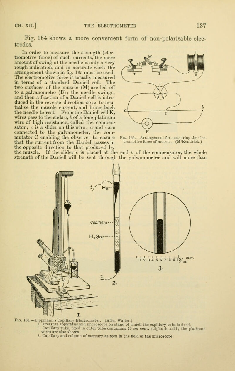 Fig. 164 shows a more convenient form of non-polarisable elec- trodes. In order to measure the strength (elec- tromotive force) of such currents, the mere amount of swing of the needle is only a very rough indication, and in accurate work the arrangement shown in fig. Itio nnist be used. The electromotive force is usually measured in terms of a standard Daniell cell. The two surfaces of the nmscle (M) are led off to a galvanometer (B); the needle swings, and then a fraction of a Daniell cell is intro- duced in the reverse direction so as to neu- tralise the muscle current, and bring back the needle to rest. From the Daniell cell K, wires pass to the ends a, h of a long platinum wire of high resistance, called the compen- sator ; r is a slider on this wire ; o and c are connected to the galvanometer, the com- mutator C enabling the observer to ensure that the current from the Daniell passes in the opposite direction to that produced by the muscle. If the slider c is placed at the end /' of the compensator, the whole strength of the Daniell will be sent through the galvanometer and will more than Fig. 165.—Arrangement for measuring the elec- tromotive force of muscle (M'Kendrick.) I I I I I I I I I I I 123456789 10/ Fig. 166.—Lippmauu's Capillary Electrometer. (After Waller.) 1. Pressure apparatus and microscope on stand of which tlie capillary tube is fixed. 2. Capillarj- tube, fixed in outer tube containing 10 per cent, sulphuric acid ; the platinum wires are also shown. 3. Capillary and column of mercury as seen in the field of the microscope.