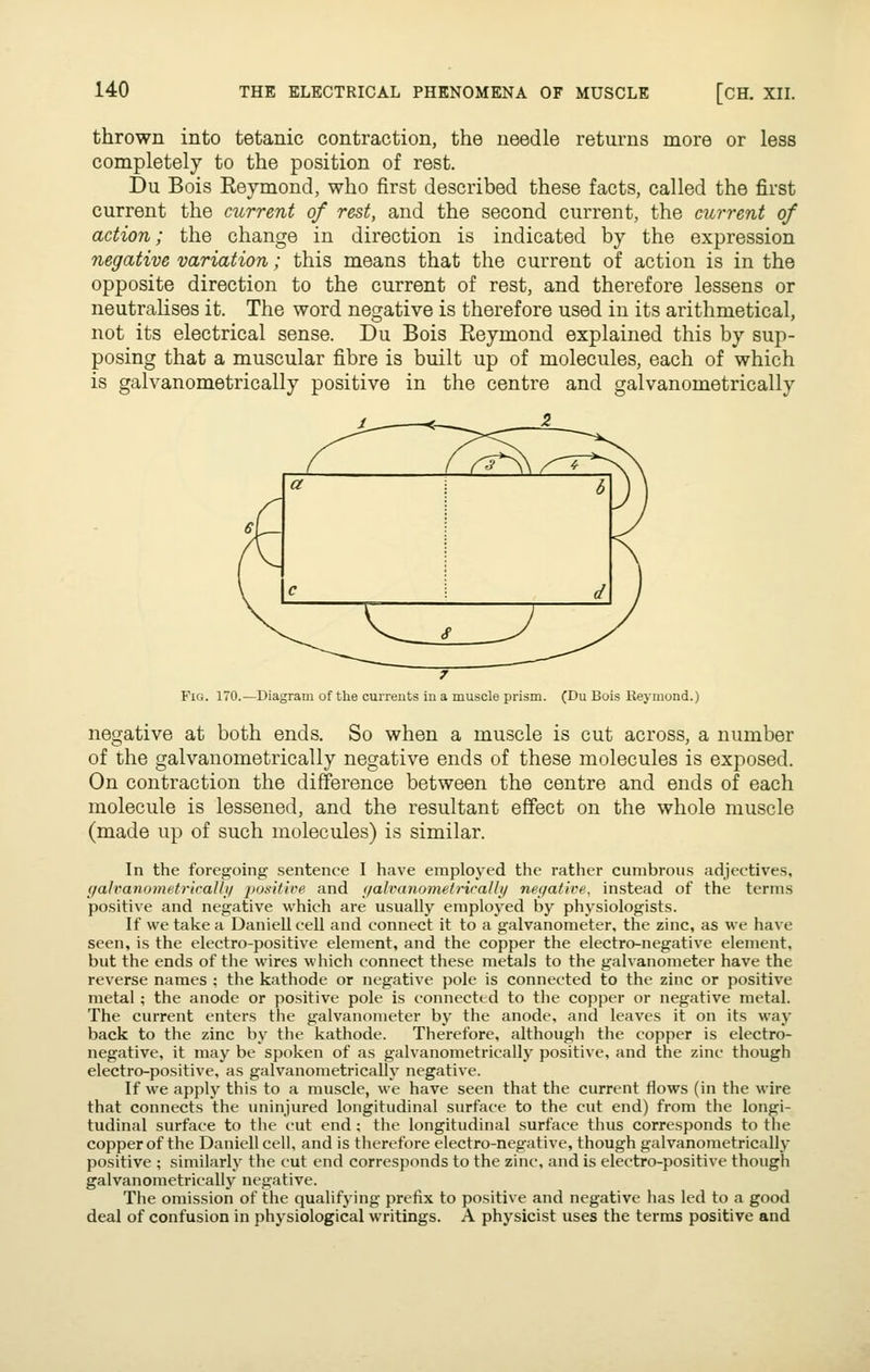 thrown into tetanic contraction, the needle returns more or less completely to the position of rest. Du Bois Reymond, who first described these facts, called the first current the current of rest, and the second current, the current of action; the change in direction is indicated by the expression negative variation; this means that the current of action is in the opposite direction to the current of rest, and therefore lessens or neutrahses it. The word negative is therefore used in its arithmetical, not its electrical sense. Du Bois Reymond explained this by sup- posing that a muscular fibre is built up of molecules, each of which is galvanometrically positive in the centre and galvanometrically Fig. 170.—Diagram of the currents in a muscle prism. (Du Bois Iteymond.) negative at both ends. So when a muscle is cut across, a number of the galvanometrically negative ends of these molecules is exposed. On contraction the difference between the centre and ends of each molecule is lessened, and the resultant effect on the whole muscle (made up of such molecules) is similar. In the foregoing sentence I have employed the rather cumbrous adjectives, gaJranometriraJlif posit'we and i/alvcmomefriralli/ nei/afire. instead of the terms positive and negative which are usually employed by physiologists. If we take a Daniellcell and connect it to a galvanometer, the zinc, as we have seen, is the electro-positive element, and the copper the electro-negative element, but the ends of the wires which connect these metals to the galvanometer have the reverse names ; the kathode or negative pole is connected to the zinc or positive metal ; the anode or positive pole is connected to the copper or negative metal. The current enters the galvanometer by the anode, and leaves it on its way back to the zinc by the kathode. Therefore, although the copper is electro- negative, it may be spoken of as galvanometrically positive, and the zinc though electro-positive, as galvanometrically negative. If we apply this to a muscle, we have seen that the current flows (in the wire that connects the uninjured longitudinal surface to the cut end) from the longi- tudinal surface to the cut end; the longitudinal surface thus corresponds to the copper of the Daniellcell, and is therefore electro-negative, though galvanometrically positive ; similarly the cut end corresponds to the zinc, and is electro-positive though galvanometrically negative. The omission of the qualifying prefix to positive and negative has led to a good deal of confusion in physiological writings. A physicist uses the terms positive and
