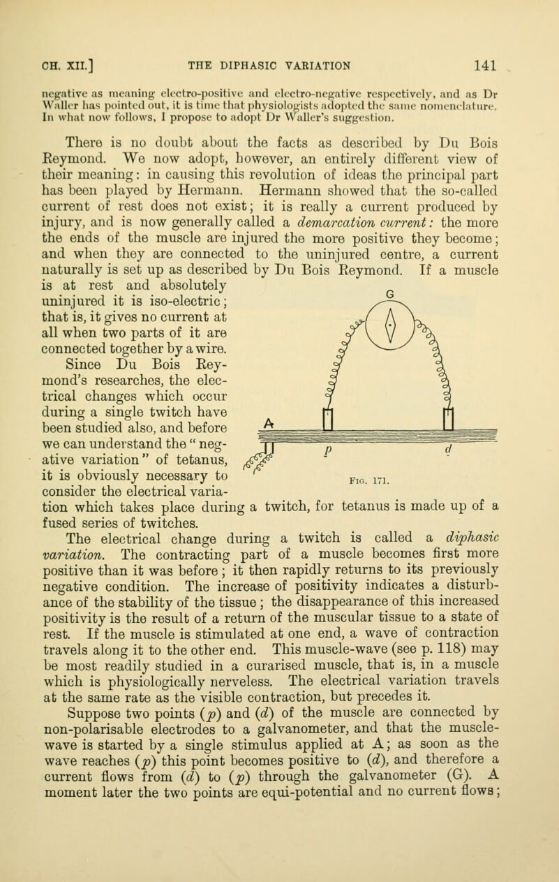 negative as meaning electro-positive and electro-negative respectively, and as Dr Waller has pointed out, it is time that physiologists adopted the same nomenelature. In what now follows, I propose to adopt Dr Waller's suggestion. There is no doubt about the facts as described by Du Bois Eeymond. We now adopt, however, an entirely different view of their meaning: in causing this revolution of ideas the principal part has been played by Hermann. Hermann showed that the so-called current of rest does not exist; it is really a current produced by injury, and is now generally called a demarcation current: the more the ends of the muscle are injured the more positive they become; and when they are connected to the uninjured centre, a current naturally is set up as described by Du Bois Eeymond. If a muscle is at rest and absolutely uninjured it is iso-electric; that is, it gives no current at all when two parts of it are connected together by a wire. Since Du Bois Eey- mond's researches, the elec- trical changes which occur during a single twitch have been studied also, and before we can understand the  neg- ative variation of tetanus, it is obviously necessary to consider the electrical varia- tion which takes place during a twitch, for tetanus is made up of a fused series of twitches. The electrical change during a twitch is called a diphasic variation. The contracting part of a muscle becomes first more positive than it was before ; it then rapidly returns to its previously negative condition. The increase of positivity indicates a disturb- ance of the stability of the tissue ; the disappearance of this increased positivity is the result of a return of the muscular tissue to a state of rest. If the muscle is stimulated at one end, a wave of contraction travels along it to the other end. This muscle-wave (see p. 118) may be most readily studied in a curarised muscle, that is, in a muscle which is physiologically nerveless. The electrical variation travels at the same rate as the visible contraction, but precedes it. Suppose two points {p) and {d) of the muscle are connected by non-polarisable electrodes to a galvanometer, and that the muscle- wave is started by a single stimulus applied at A; as soon as the wave reaches {p) this point becomes positive to {d), and therefore a current flows from {d) to {p) through the galvanometer (G). A moment later the two points are equi-potential and no current flows; Fio. 171.