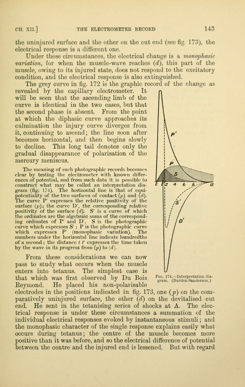 the uninjured surface and the other on the cut end (see fig. 173), the electrical response is a different one. Under these circumstances, the electrical change is a monophasic variation, for when the muscle-wave reaches {d), this part of the muscle, owing to its injured state, does not respond to the excitatory condition, and the electrical response is also extinguished. The grey curve in fig. 172 is the graphic record of the change as revealed by the capillary electrometer. It will be seen that the ascending limb of the curve is identical in the two cases, but that the second phase is absent. From the point at which the diphasic curve approaches its culmination the injury curve diverges from it, continuing to ascend; the line soon after becomes horizontal, and then begins slowly to decline. This long tail denotes only the gradual disappearance of polarisation of the mercury meniscus. The meaning of such photographic records becomes clear by testing the electrometer with known differ- ences of potential, and from such data it is possible to construct what may be called an interpretation dia- gram (fig. 174). The horizontal line is that of equi- potentiality of the two surfaces of contact {p) and {d). The curve P' expresses the relative positivity of the surface {p); the curve D', the corresponding relative positivity of the surface {(1). S' is a curve of which the ordinates are the algebraic sums of the correspond- ing ordinates of P' and D'. S is the photographic curve which expresses S'; P is the photographic curve which expresses P' (monophasic variation). The numbers under the horizontal line indicate hundredths of a second ; the distance t t' expresses the time taken by the wave in its progress from {p) to (fZ). From these considerations we can now pass to study what occurs when the muscle enters into tetanus. The simplest case is that which was first observed by Du Bois Eeymond. He placed his non-polarisable electrodes in the positions indicated in fig. 173, one {p) on the com- paratively uninjured surface, the other {d) on the devitalised cut end. He sent in the tetanising series of shocks at A. The elec- trical response is under these circumstances a summation of the individual electrical responses evoked by instantaneous stimuli; and the monophasic character of the single response explains easily what occurs during tetanus; the centre of the muscle becomes more positive than it was before, and so the electrical difference of potential between the centre and the injured end is lessened. But with regard Fio. 174.—Interpretation dia- gram. (Burdon Sanderson.)