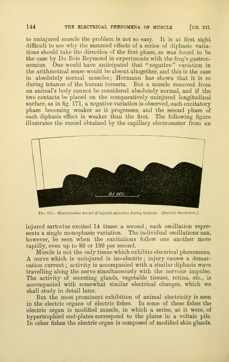to uninjured muscle the problem is not so easy. It is at first sight difficult to see why the summed effects of a series of diphasic varia- tions should take the direction of the first phase, as was found to be the case by Du Bois Eeymond in experiments with the frog's gastroc- nemius. One would have anticipated that negative variation in the arithmetical sense would be absent altogether, and this is the case in absolutely normal muscles; Hermann has shown that it is so during tetanus of the human forearm. But a muscle removed from an animal's body cannot be considered absolutely normal, and if the two contacts be placed on the comparatively uninjured longitudinal surface, as in fig. 171, a negative variation is observed, each excitatory phase becoming weaker as it progresses, and the second phase of each diphasic effect is weaker than the first. The following figure illustrates the record obtained by the capillary electrometer from an Fig. 175.—Electrometer record of injured sartorius during tetanus. (Burden Sanderson.) injured sartorius excited 14 times a second; each oscillation repre- sents a single monophasic variation. The individual oscillations can, however, be seen when the excitations follow one another more rapidly, even up to 80 or 100 per second. Muscle is not the only tissue which exhibits electrical phenomena. A nerve which is uninjured is iso-electric; injury causes a demar- cation current; activity is accompanied with a similar diphasic wave travelling along the nerve simultaneously with the nervous impulse. The activity of secreting glands, vegetable tissues, retina, etc., is accompanied with somewhat similar electrical changes, which we shall study in detail later. But the most prominent exhibition of animal electricity is seen in the electric organs of electric fishes. In some of these fishes the electric organ is modified muscle, in which a series, as it were, of hypertrophied end-plates correspond to the plates in a voltaic pile. In other fishes the electric organ is composed of modified skin glands.