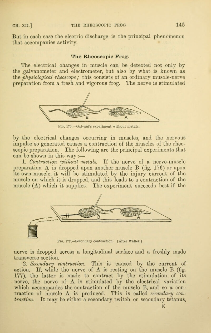 But in each case the electric discharge is the principal phenomenon that accompanies activity. • The Rheoscopic Prog. The electrical changes in muscle can be detected not only by the galvanometer and electrometer, but also by what is known as the physiological rheoscope; this consists of an ordinary muscle-nerve preparation from a fresh and vigorous frog. The nerve is stimulated Fig. 176.—Galvani's experiment without metals. by the electrical changes occurring in muscles, and the nervous impulse so generated causes a contraction of the muscles of the rheo- scopic preparation. The following are the principal experiments that can be shown in this way:— 1. Contraction without metals. If the nerve of a nerve-muscle preparation A is dropped upon another muscle B (fig. 176) or upon its own muscle, it will be stimulated by the injury current of the muscle on which it is dropped, and this leads to a contraction of the muscle (A) which it supplies. The experiment succeeds best if the Fio. 177.—Secondary contraction. (After Waller.) nerve is dropped across a longitudinal surface and a freshly made transverse section. 2. Secondary contraction. This is caused by the current of action. If, while the nerve of A is resting on the muscle B (fig. 177), the latter is made to contract by the stimulation of its nerve, the nerve of A is stimulated by the electrical variation which accompanies the contraction of the muscle B, and so a con- traction of muscle A is produced. This is called secondary con- traction. It may be either a secondary twitch or secondary tetanus, K