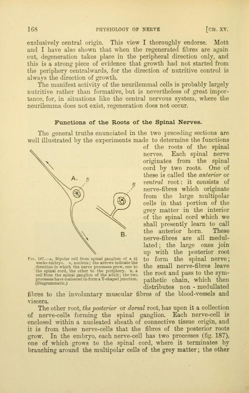 exclusively central origin. This view I thoroughly endorse. Mott and I have also shown that when the regenerated fibres are again cut, degeneration takes place in the peripheral direction only, and this is a strong piece of evidence that growth had not started from the periphery centralwards, for the direction of nutritive control is always the direction of growth. The manifest acti\'ity of the neui'ilemmal cells is probably largely nutritive rather than formative, but is nevertheless of great impor- tance, for, in situations like the central nervous system, where the neurilemma does not exist, regeneration does not occur. Functions of tlie Roots of tlie Spinal Nerves. The general truths enunciated in the two preceding sections are well illustrated by the experiments made to determine the functions of the roots of the spinal nerves. Each spinal nerve originates from the spinal cord by two roots. One of these is called the anterior or ixntral root: it consists of nerve-fibres which originate from the large multipolar cells in that portion of the grey matter in the interior of the spinal cord which we shall presently learn to call the anterior horn. These nerve-fibres are all medul- lated; the large ones join up with the posterior root to form the spinal nerve; the small nerve-fibres leave the root and pass to the sym- pathetic chain, which then distributes non - medullated fibres of the blood-vessels and Fig. 187.—a, Bipolar cell from spinal ganglion of a 4* weeks embryo, n, nucleus; the arrows indicate the direction in which the nerve processes grow, one to the spinal cord, the other to the periphery, b, a cell from the spinal ganglion of the adult; the two processes have coalesced to form a T-shaped junction. (Diagrammatic.) fibres to the involuntarv muscular viscera. The other root, the posterior or dorsal root, has upon it a collection of nerve-cells forming the spinal ganglion. Each nerve-cell is enclosed within a nucleated sheath of connective tissue origin, and it is from these nerve-cells that the fibres of the posterior roots grow. In the embryo, each nerve-cell has two processes (fig. 187), one of which grows to the spinal cord, where it terminates by branching around the multipolar cells of the grey matter; the other