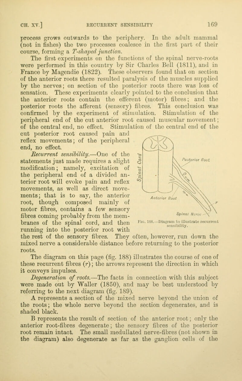 process <:jrows outwards to the periphery. In the adult mammal (not in fishes) the two processes coalesce in the first part of their course, forming a T-shapcd jundioji. The first experiments on. the functions of the spinal nerve-roots were performed in this country by Sir Charles Bell (1811), and in France by Magendie (1822). These observers found that on section of the anterior roots there resulted paralysis of the muscles supplied by the nerves; on section of the posterior roots there was loss of sensation. These experiments clearly pointed to the conclusion that the anterior roots contain the efferent (motor) fibres; and the posterior roots the afferent (sensory) fibres. This conclusion was confirmed by the experiment of stimulation. Stimulation of the peripheral end of the cut anterior root caused muscular movement; of the central end, no effect. Stimulation of the central end of the cut posterior root caused pain and reflex movements; of the peripheral end, no effect. Recurrent sensibility.—One of the statements just made requires a slight modification; namely, excitation of the peripheral end of a divided an- terior root will evoke pain and reflex movements, as well as direct move- ments; that is to say, the anterior root, though composed mainly of motor fibres, contains a few sensory fibres coming probably from the mem- branes of the spinal cord, and then running into the posterior root with the rest of the sensory fibres. They often, however, run down the mixed nerve a considerable distance before returning to the posterior roots. The diagram on this page (fig. 188) illustrates the course of one of these recurrent fibres (r); the arrows represent the direction in which it conveys impulses. Degeneration of roots.—The facts in connection with this subject were made out by Waller (1850), and may be best understood by referring to the next diagram (fig. 189). A represents a section of the mixed nerve beyond the union of the roots; the whole nerve beyond the section degenerates, and is shaded black. B represents the result of section of the anterior root; only the anterior root-fibres degenerate; the sensory fibres of the posterior root remain intact. The small medullated nerve-fibres (not shown in the diagram) also degenerate as far as the ganglion cells of the Spinal /Venn Fig. 1S8.—Diagram to illustrate recurrent sensibility.