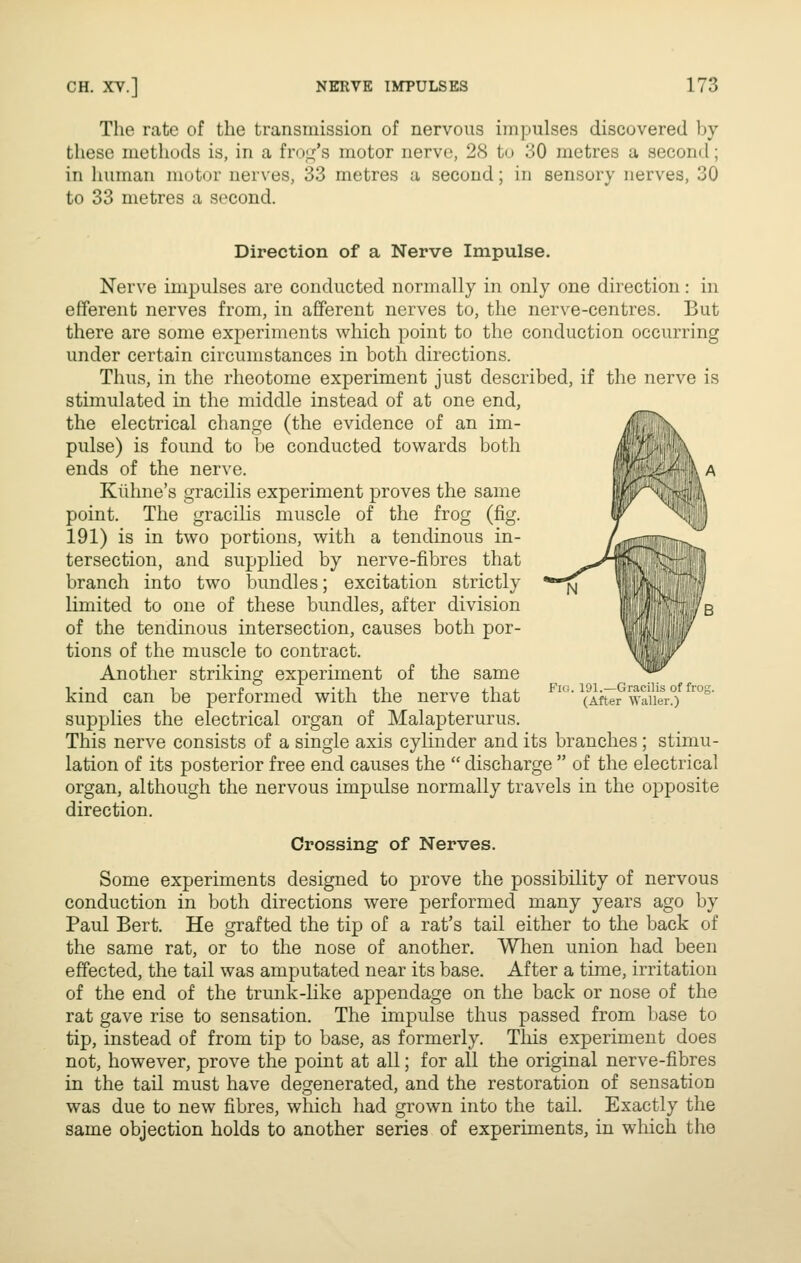 The rate of the transmission of nervous impulses discovered by these methods is, in a fro^^'s motor nerve, 28 to 30 metres a second; in human motor nerves, 33 metres a second; in sensory nerves, 30 to 33 metres a second. Direction of a Nerve Impulse. Nerve impulses are conducted normally in only one direction: in efferent nerves from, in afferent nerves to, the nerve-centres. But there are some experiments which point to the conduction occurring under certain circumstances in both directions. Thus, in the rheotome experiment just described, if the nerve is stimulated in the middle instead of at one end, the electrical change (the evidence of an im- pulse) is found to be conducted tovs^ards both ends of the nerve. Kiihne's gracilis experiment proves the same point. The gracilis muscle of the frog (fig. 191) is in two portions, with a tendinous in- tersection, and supplied by nerve-fibres that branch into two bundles; excitation strictly limited to one of these bundles, after division of the tendinous intersection, causes both por- tions of the muscle to contract. Another striking experiment of the same kind can be performed with the nerve that ^' ^Aft^r waiiero '^°°' supplies the electrical organ of Malapterurus. This nerve consists of a single axis cylinder and its branches; stimu- lation of its posterior free end causes the  discharge  of the electrical organ, although the nervous impulse normally travels in the opposite direction. Crossing of Nerves. Some experiments designed to prove the possibility of nervous conduction in both directions were performed many years ago by Paul Bert. He grafted the tip of a rat's tail either to the back of the same rat, or to the nose of another. When union had been effected, the tail was amputated near its base. After a time, irritation of the end of the trunk-like appendage on the back or nose of the rat gave rise to sensation. The impulse thus passed from base to tip, instead of from tip to base, as formerly. This experiment does not, however, prove the point at all; for all the original nerve-fibres in the tail must have degenerated, and the restoration of sensation was due to new fibres, which had grown into the tail. Exactly the same objection holds to another series of experiments, in which the