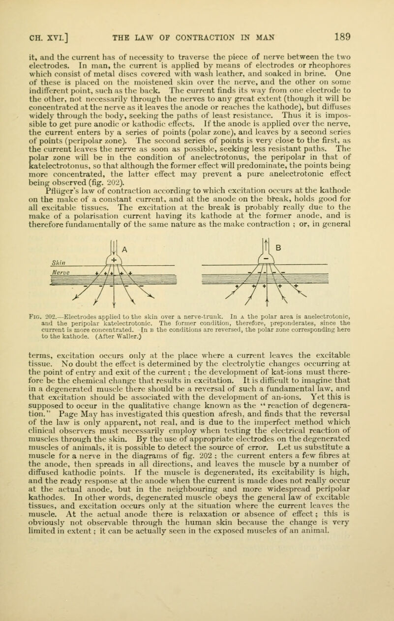 it, and the current has of necessity to traverse the piece of nerve between the two electrodes. In man, the current is appUed by means of electrodes or rheophores which consist of metal discs covered with wash leather, and soaked in brine. One of these is placed on the moistened skin over the nerve, and the other on some indifferent point, such as the back. The current finds its way from one electrode to the other, not necessarily through the nerves to any great extent (though it will be concentrated at the nerve as it leaves the anode or reaches the kathode), but diffuses widely through the body, seeking the paths of least resistance. Thus it is impos- sible to get pure anodic or kathodic effects. If the anode is applied over the nerve, the current enters by a series of points (polar zone), and leaves by a second series of points (peripolar zone). The second series of points is very close to the first, as the current leaves the nerve as soon as possible, seeking less resistant paths. The Eolar zone will be in the condition of anelectrotonus, the peripolar in that of atelectrotonus, so that although the former effect will predominate, the points being more concentrated, the latter effect may prevent a pure anelectrotonic effect being observed (fig. 20.i). Pfliiger's law of contraction according to which excitation occurs at the kathode on the make of a constant current, and at the anode on the bi-eak, holds good for all excitable tissues. The excitation at the break is probably really due to the make of a polarisation current having its kathode at the former anode, and is therefore fundamentally of the same nature as the make contraction ; or, in general Fig. 202.—Electrodes applied to the skin over a ner\'e-trunk. In a the polar area is anelectrotonic, and the peripolar katelectrotonic. The former condition, therefore, preponderates, since the current is more concentrated. In b the conditions are reversed, the polar zone corresponding here to the kathode. (After Waller.) terms, excitation occurs only at the place where a current leaves the excitable tissue. No doubt the effect is determined by the electrolytic changes occurring at the point of entry and exit of the current; the development of kat-ions must there- fore be the chemical change that results in excitation. It is difficult to imagine that in a degenerated muscle there should be a reversal of such a fundamental law, and that excitation should be associated with the development of an-ions. Yet this is supposed to occur in the qualitative change known as the  reaction of degenera- tion. Page May has investigated this question afresh, and finds that the reversal of the law is only apparent, not real, and is due to the imperfect method which clinical observers must necessarily employ when testing the electrical reaction of muscles through the skin. By the use of appropriate electrodes on the degenerated muscles of animals, it is possible to detect the source of error. Let us substitute a muscle for a nerve in the diagrams of fig. 202 ; the current enters a few fibres at the anode, then spreads in all directions, and leaves the muscle by a number of diffused kathodic points. If the muscle is degenerated, its excitability is high, and the ready response at the anode when the current is made does not really occur at the actual anode, but in the neighbouring and more widespread peripolar kathodes. In other words, degenerated muscle obeys the general law of excitable tissues, and excitation occurs only at the situation where the current leaves the muscle. At the actual anode there is relaxation or absence of effect; this is obviously not obsenable through the human skin because the change is very limited in extent; it can be actually seen in the exposed muscles of an animal.