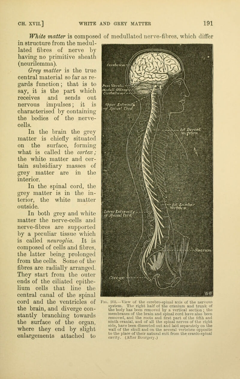 White matter is composed of niodullat in structure from the medul- lated fibres of nerve by having no primitive sheath (neurilemma). Grey matter is the true central material so far as re- gards function; that is to say, it is the part which receives and sends out nervous impulses; it is characterised by containing the bodies of the nerve- cells. In the brain the grey matter is chiefly situated on the surface, forming what is called the cortex; the white matter and cer- tain subsidiary masses of grey matter are in the interior. In the spinal cord, the grey matter is in the in- terior, the white matter outside. In both grey and white matter the nerve-cells and nerve-fibres are supported by a peculiar tissue which is called neuroglia. It is composed of cells and fibres, the latter being prolonged from the cells. Some of the fibres are radially arranged. They start from the outer ends of the ciliated epithe- lium cells that line the central canal of the spinal cord and the ventricles of the brain, and diverge con- stantly branching towards the surface of the organ, where they end by slight enlargements attached to d n(M-vo-fil)n',.'^, which differ 203.—View uf tlie ceiebro-.siiiual axis of the nervous system. The right half of the cranium and trunk of the body lias been removed by a vertical section ; tlie membranes of the brain and spinal cord have also been removeil, and the roots and first part of the fifth and ninth cranial, and of all the spinal nerves of the right side, have been dissected out and laid separately on the wall of the skull and on the several vertebne opposite to the place of their natural exit from the cranio-spinal cavity. (After BourL;er)-.)