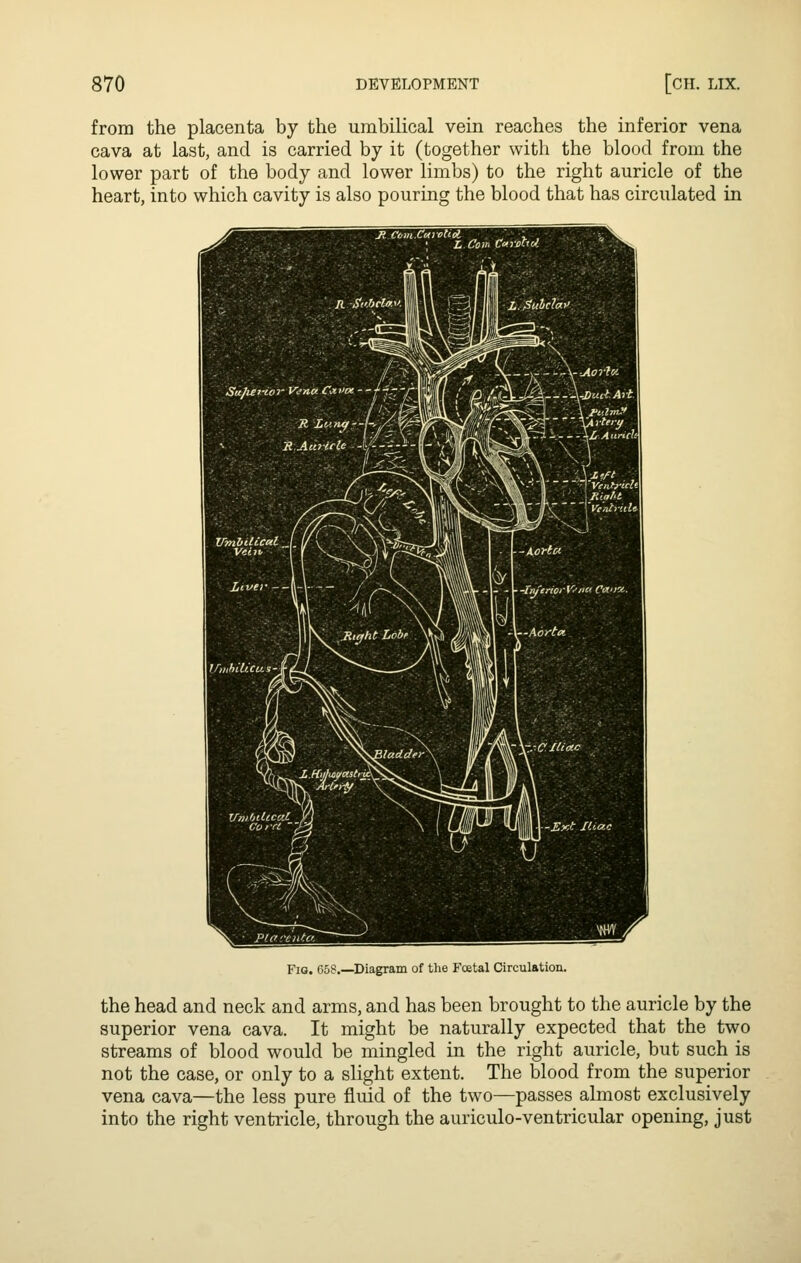 from the placenta by the umbilical vein reaches the inferior vena cava at last, and is carried by it (together with the blood from the lower part of the body and lower limbs) to the right auricle of the heart, into which cavity is also pouring the blood that has circulated in Ji C'cm.CuioUdL , L Cow: CaiW'J. a i.,?«w« •<^-.s-~.:\\--Aor}K /':■■ --, ll|K/7 ,-f \ A - .\ ^.■'■-\'---'A-Ventrid'\\ X -cm^ •' jTtia/'t '<■ VVe'iii-ruU m-yr''--'--- Fig. G5S. Diagram of tlie Fcetal Circulation. the head and neck and arms, and has been brought to the auricle by the superior vena cava. It might be naturally expected that the two streams of blood would be mingled in the right auricle, but such is not the case, or only to a slight extent. The blood from the superior vena cava—the less pure fluid of the two—passes almost exclusively into the right ventricle, through the auriculo-ventricular opening, just